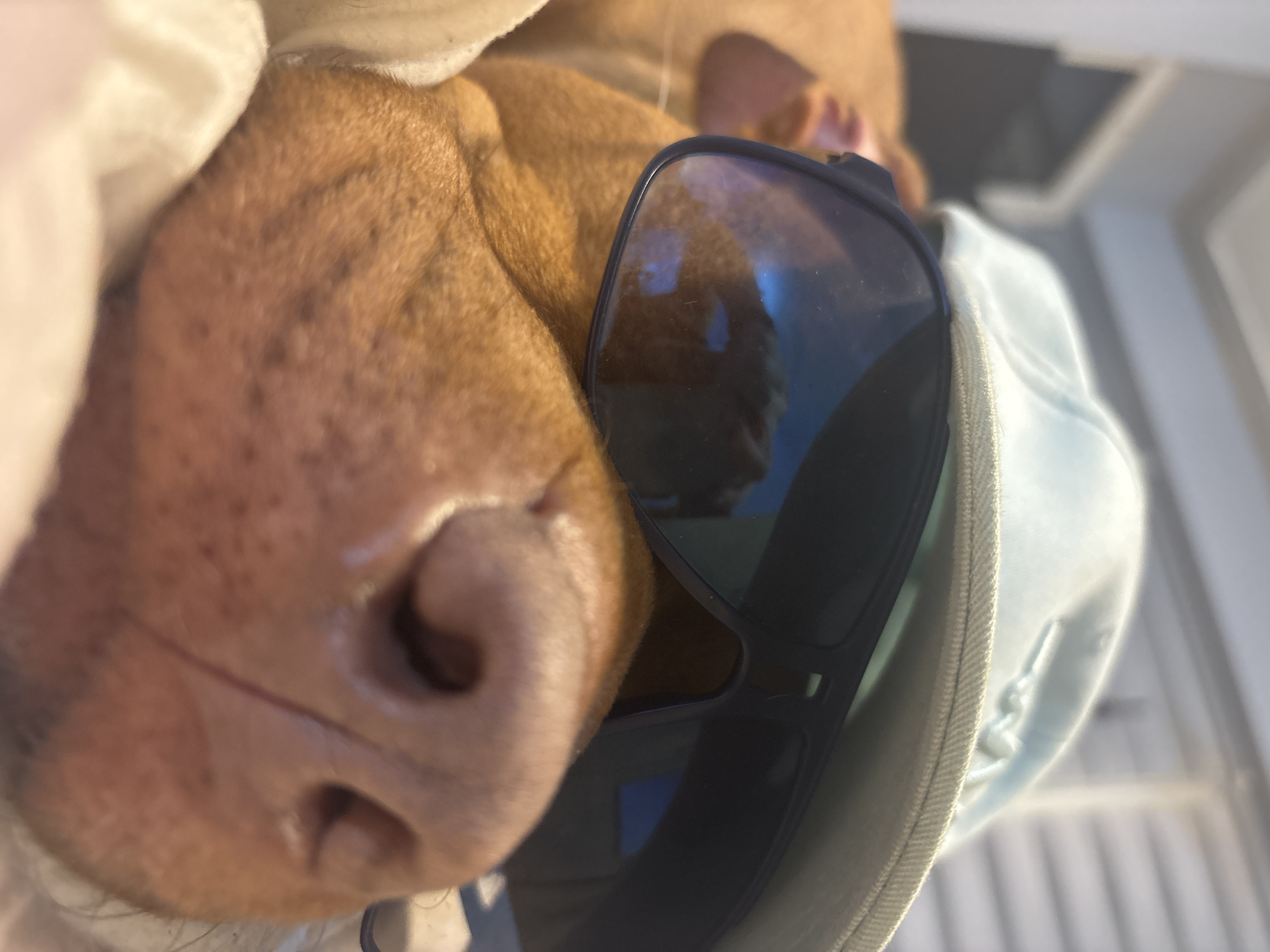 A close-up shot focuses on the snout of a light brown dog, resting against a soft, white material, possibly a blanket or pillow. A pair of black sunglasses is placed on the dog's snout, with the lens reflecting an outdoor environment. The dog's nose, featuring two prominent nostrils, is the most prominent element in the frame. A light blue garment, potentially a jacket or shirt, is also present in the frame, partially obscured by the sunglasses. The exact location within the city of Sofia, Bulgaria, cannot be determined from this image.