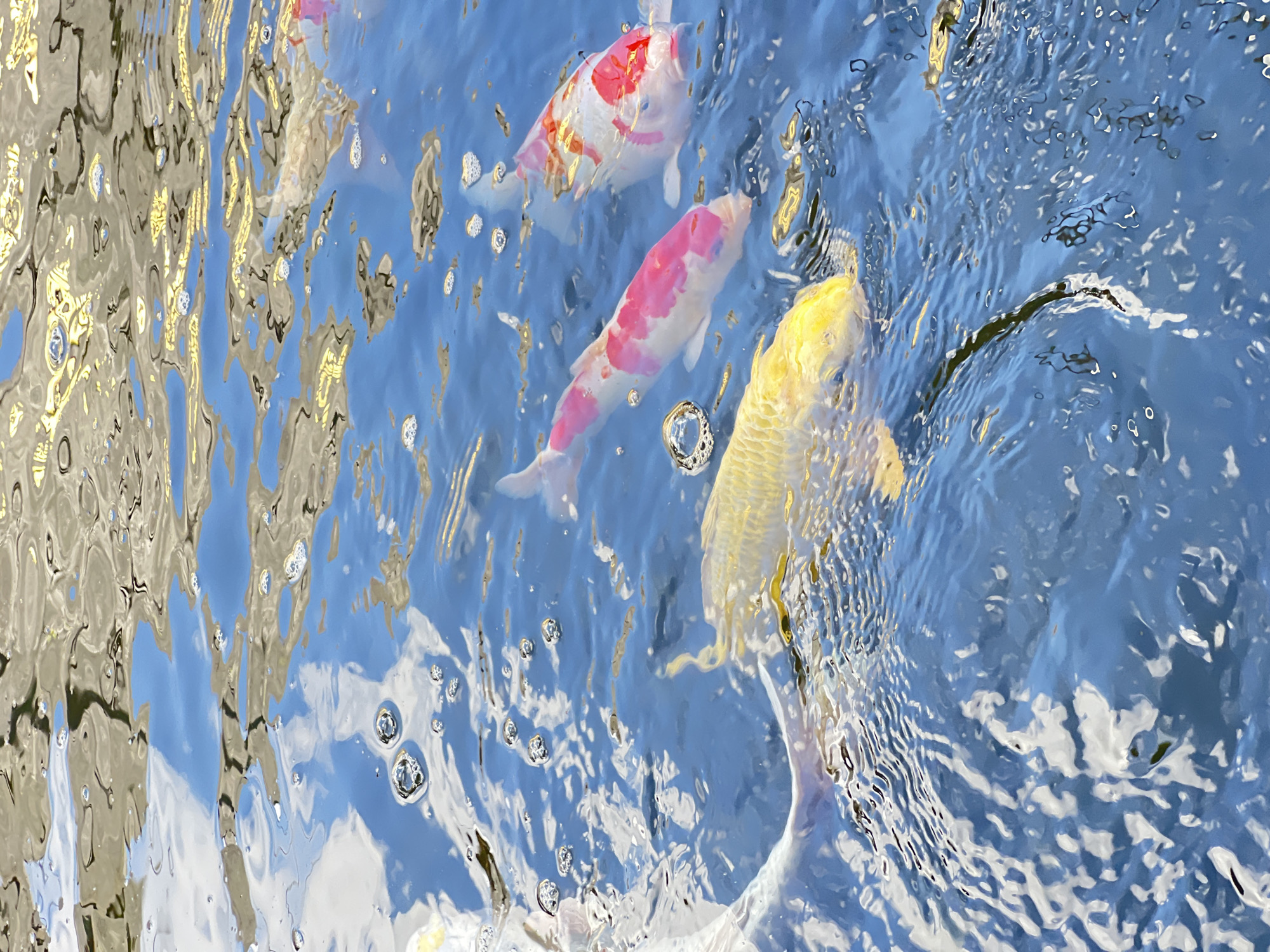 This image depicts several koi fish swimming in a body of water. The water is blue and reflects sunlight, creating shimmering patterns and occasional bubbles on the surface. The fish are of various colors, including yellow, pink, and white with red markings. The reflections on the water suggest an overhead structure or trees, typical of an outdoor pond setting. There are no people or other discernible objects or animals in the scene. This image was taken in the city of Kuta Selatan, Indonesia.