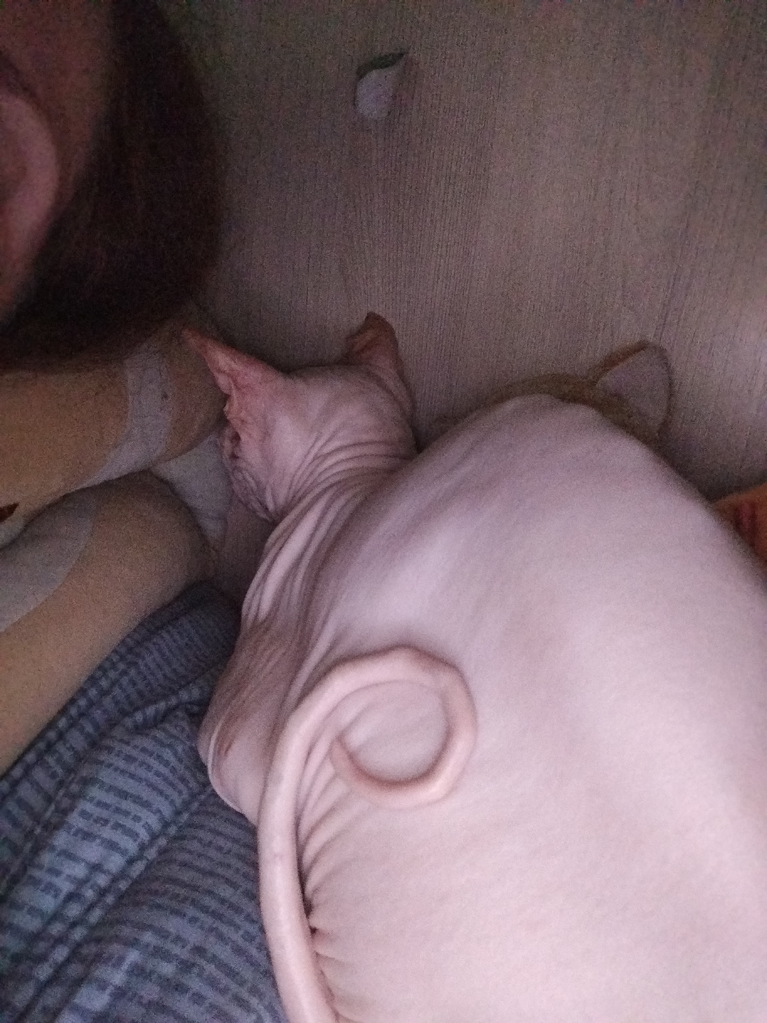 The image shows a close-up of a hairless cat, likely a Sphynx, sleeping on a striped blanket. The cat's skin is pinkish-white, and its tail is curled around its body. In the background, a person's shoulder and dark hair are visible, suggesting the cat is being held or lying next to someone. The environment appears to be indoors, with a wall or floor in the background that has a textured, possibly wooden, surface. There is no indication of a specific location in Zavodoukovsk, Russia.