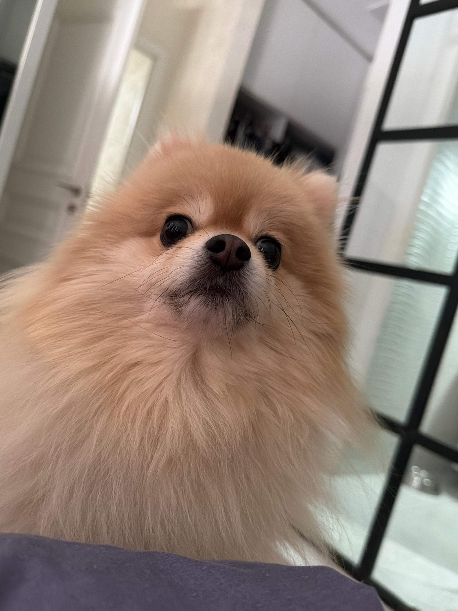 A close-up shot focuses on the face of a fluffy, light-colored Pomeranian dog. The dog's dark, expressive eyes gaze upwards, and its black nose is prominent. The background is blurred, but suggests an indoor setting with hints of white walls and a dark-framed window or partition. A dark purple surface, possibly a blanket or cushion, occupies the bottom of the frame. The image does not provide any information about the city of Tbilisi, Georgia.
