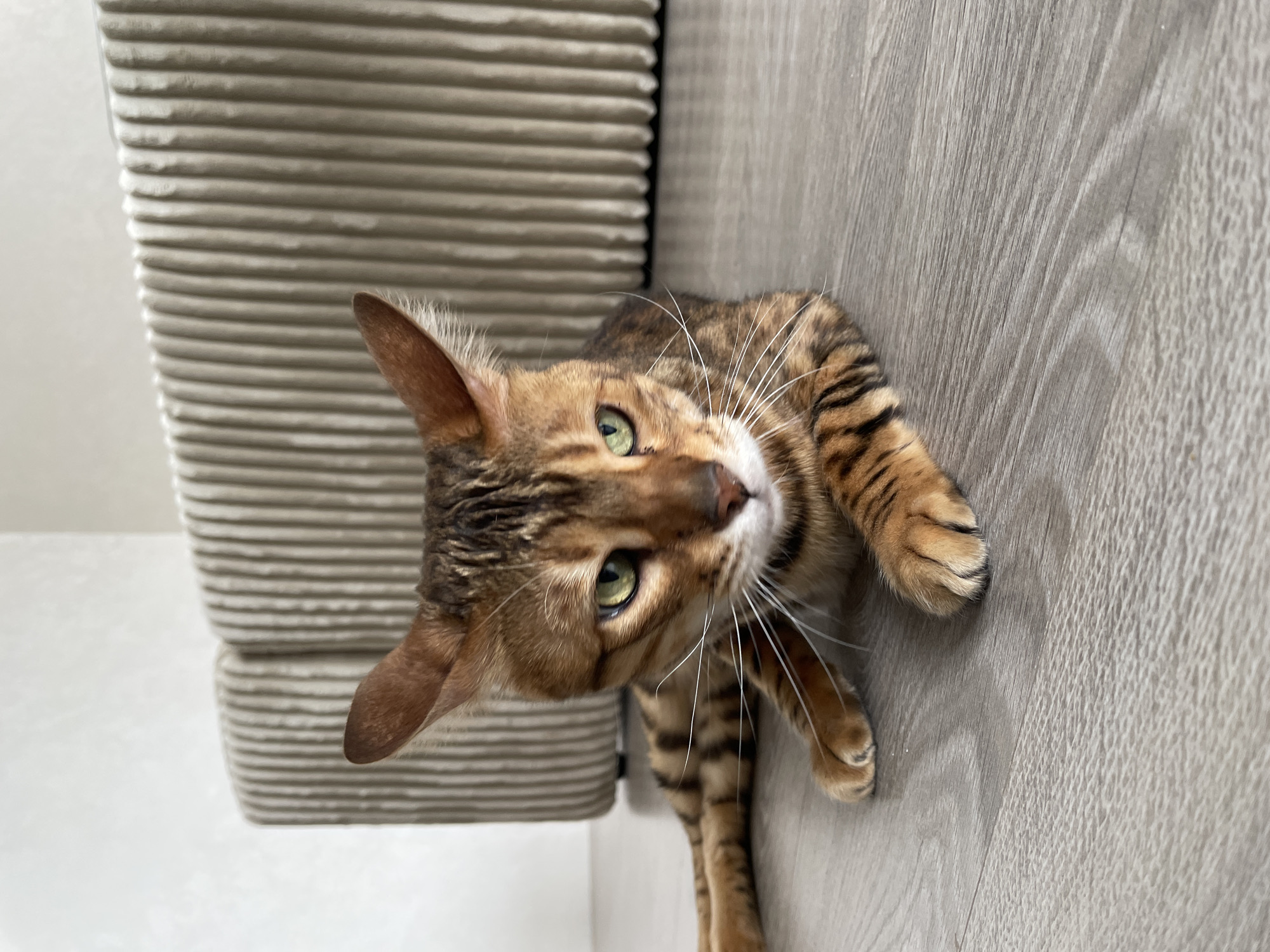 A Bengal cat is lying on a wooden floor. The cat is angled towards the camera, with its head tilted to the left. The cat's fur is brown with black stripes. The cat has green eyes and white whiskers. The background of the image is a gray wall. The location is inside. There is no verifiable information in the image to identify a city in Russia.