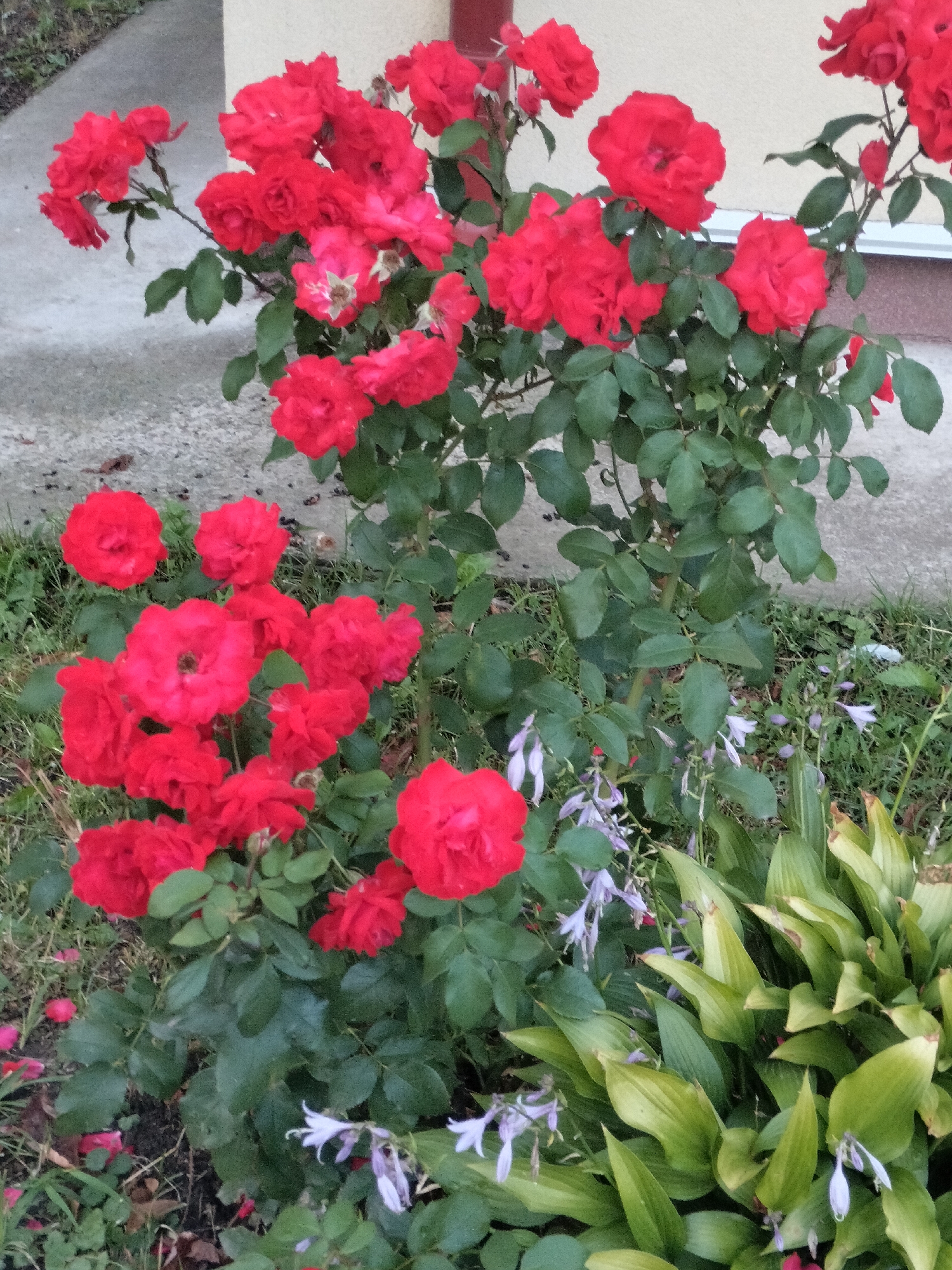 An outdoor medium shot shows a bush with numerous bright red roses and green leaves. The rose bush is in full bloom with many individual flowers and developing buds. Some fallen rose petals are visible on the ground around the bush, which appears to be near a concrete pathway or driveway. In the background, a beige wall with a darker trim is visible, suggesting a building is nearby. To the right of the rose bush, a patch of hosta plants with broad green leaves and small, delicate purple bell-shaped flowers is present. The overall lighting suggests it is daytime, with no specific time of day evident. The scene is static and captures a natural setting.