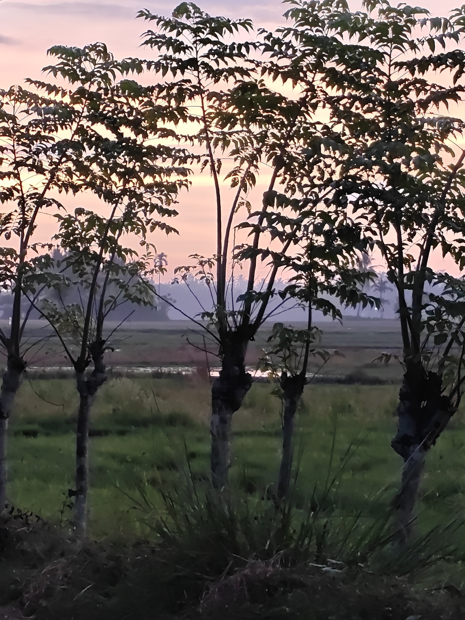 A vertical, low-angle shot captures a serene rural landscape at dusk, likely in Meunasahalue, Indonesia. Silhouetted against a soft pink and orange sky, several young trees with sparse, dark green leaves stand in the foreground. Their trunks, varied in thickness, rise from a dense patch of grass. Beyond the trees, a field of vibrant green grass stretches towards a hazy middle ground, where a body of water reflects the fading light. In the distance, palm trees and other foliage are faintly visible, adding to the tranquil atmosphere. The overall impression is one of peaceful natural beauty as the day draws to a close.