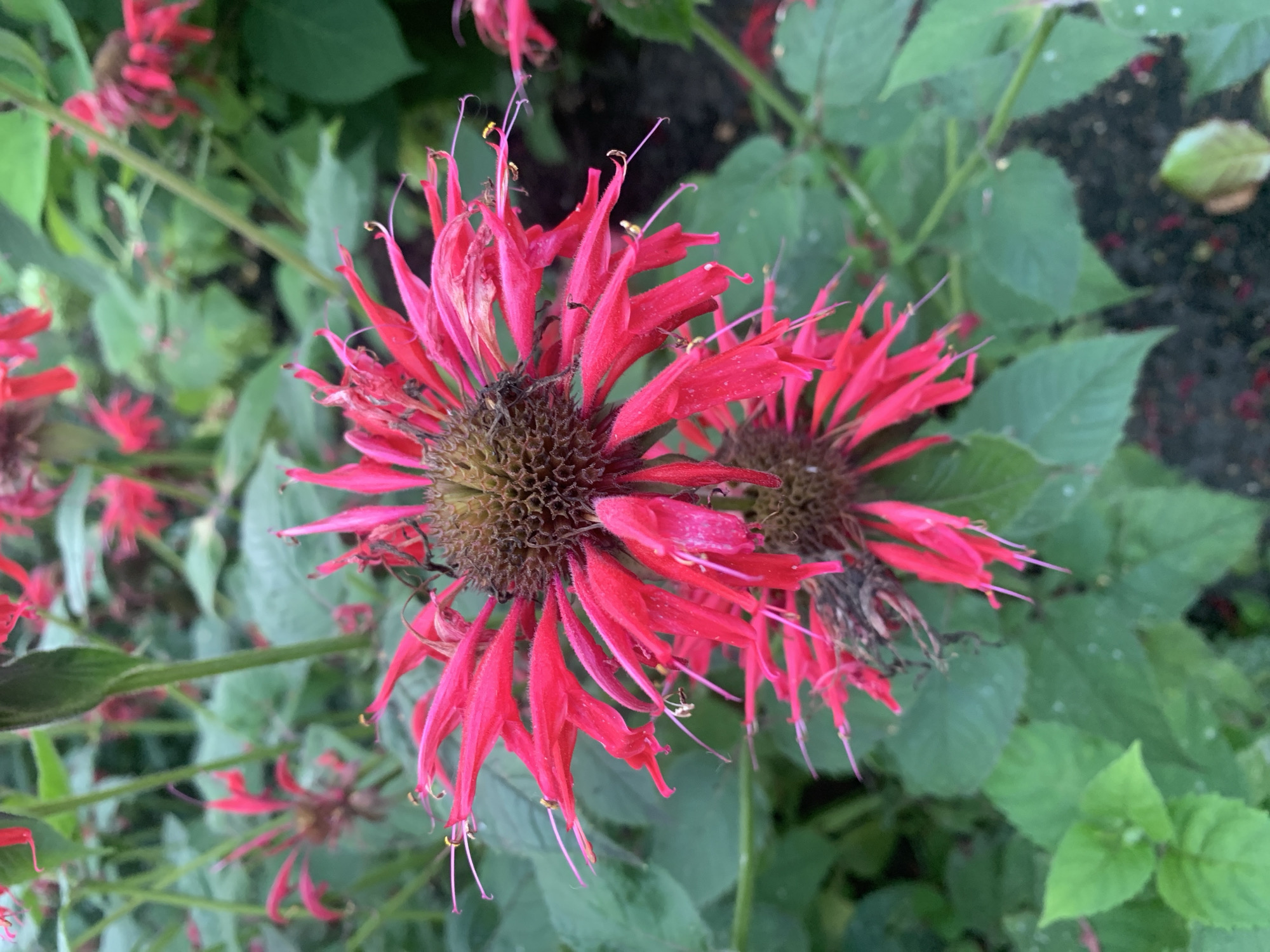 The image shows a close-up of two bright red bee balm flowers in a garden setting. The flowers have delicate, tubular petals and prominent stamens. The surrounding foliage is lush green, suggesting a well-maintained garden. The image does not contain any elements that would allow for the identification of its location, including the city of Prokopyevsk, Russia. There are no people, actions, or interactions depicted. The scene is a naturalistic one, focused entirely on the beauty of the flowers and their environment.