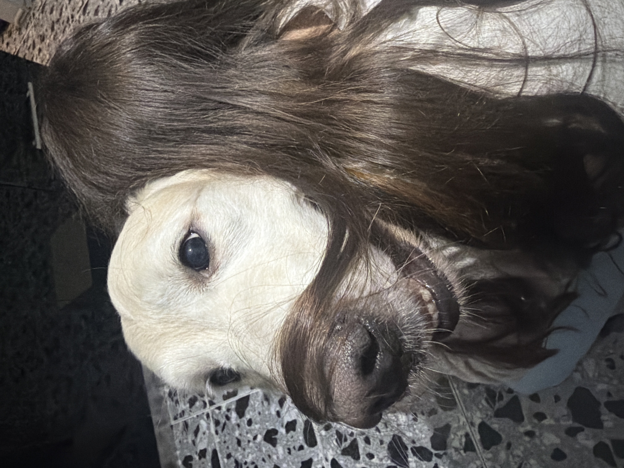A cream-colored dog, its fur short and smooth, has a dark wig resting on its head. The wig is human hair, parted on the right, with strands falling across the dog's face. The dog is lying on a patterned tile floor that appears to be black and white. The location is unknown and cannot be determined from the image.