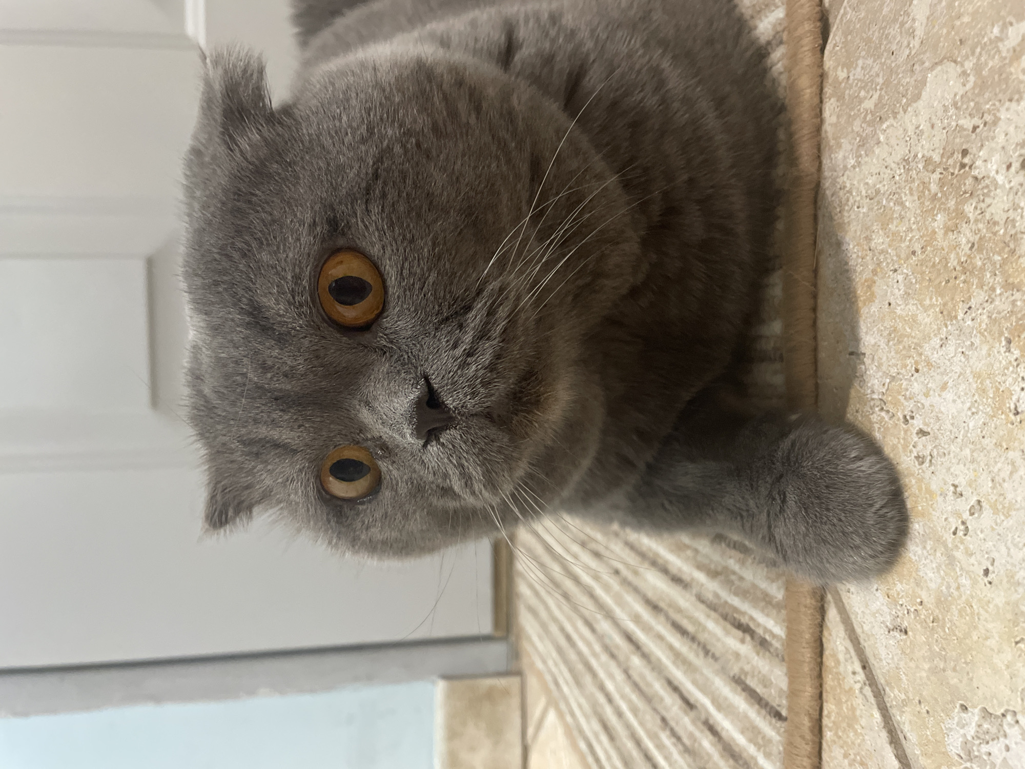 A close-up shot features a gray cat with folded ears, characteristic of a Scottish Fold breed, lying on a striped surface adjacent to tiled flooring. The cat's amber eyes are clearly visible. The location is Unknown, Unknown.