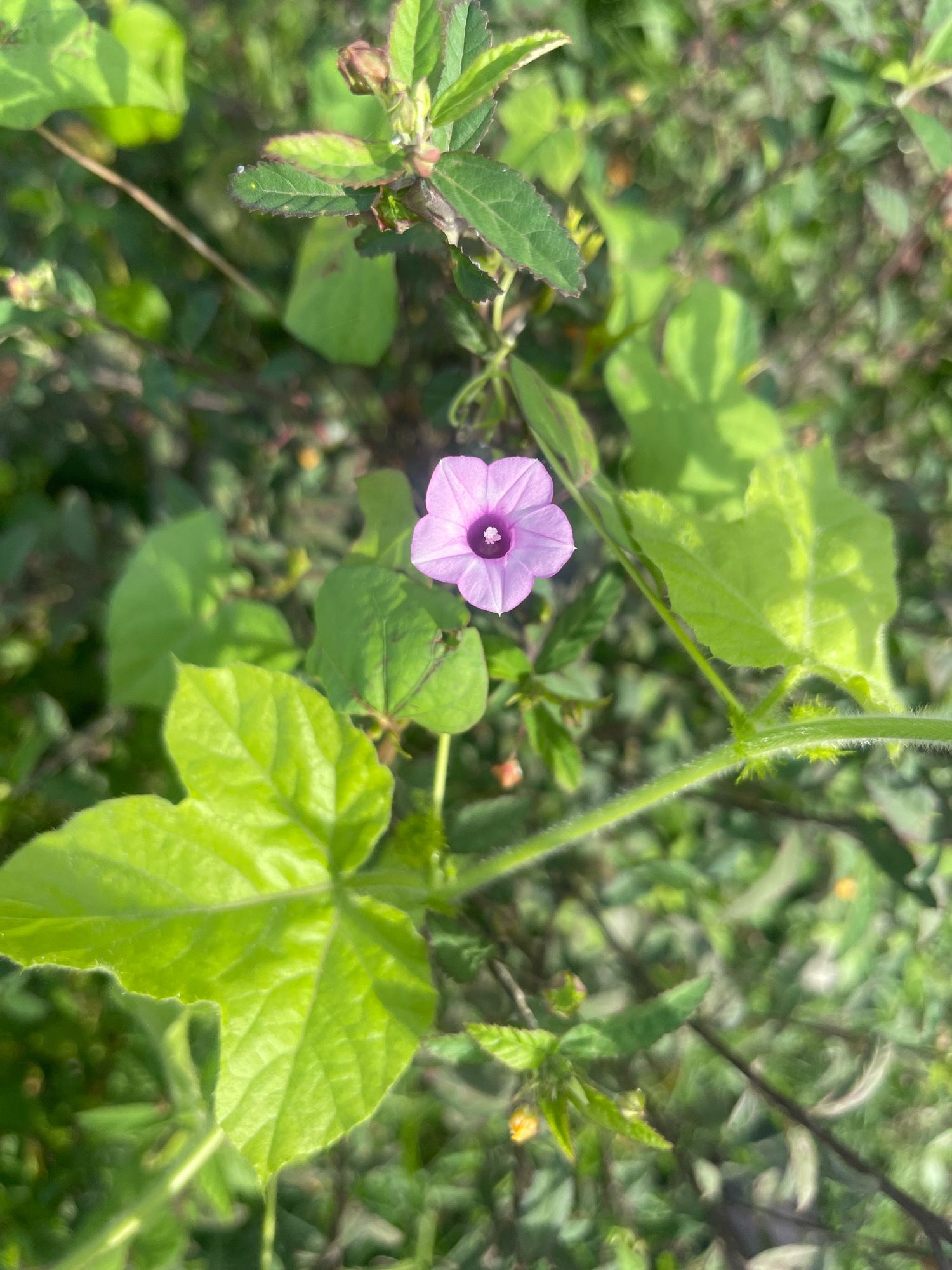 In Julikeude Dua, Indonesia, a close-up, high-angle shot showcases a single, small, purple flower with a darker purple center, blooming amidst lush green foliage. The flower, positioned slightly to the left of the frame's center, is surrounded by various leaves, some large and heart-shaped, others smaller and more pointed. The background is a soft blur of green, indicating a natural, outdoor setting. The lighting suggests it is daytime, with sunlight illuminating the flower and some of the surrounding leaves. There are no people or animals visible in the image.