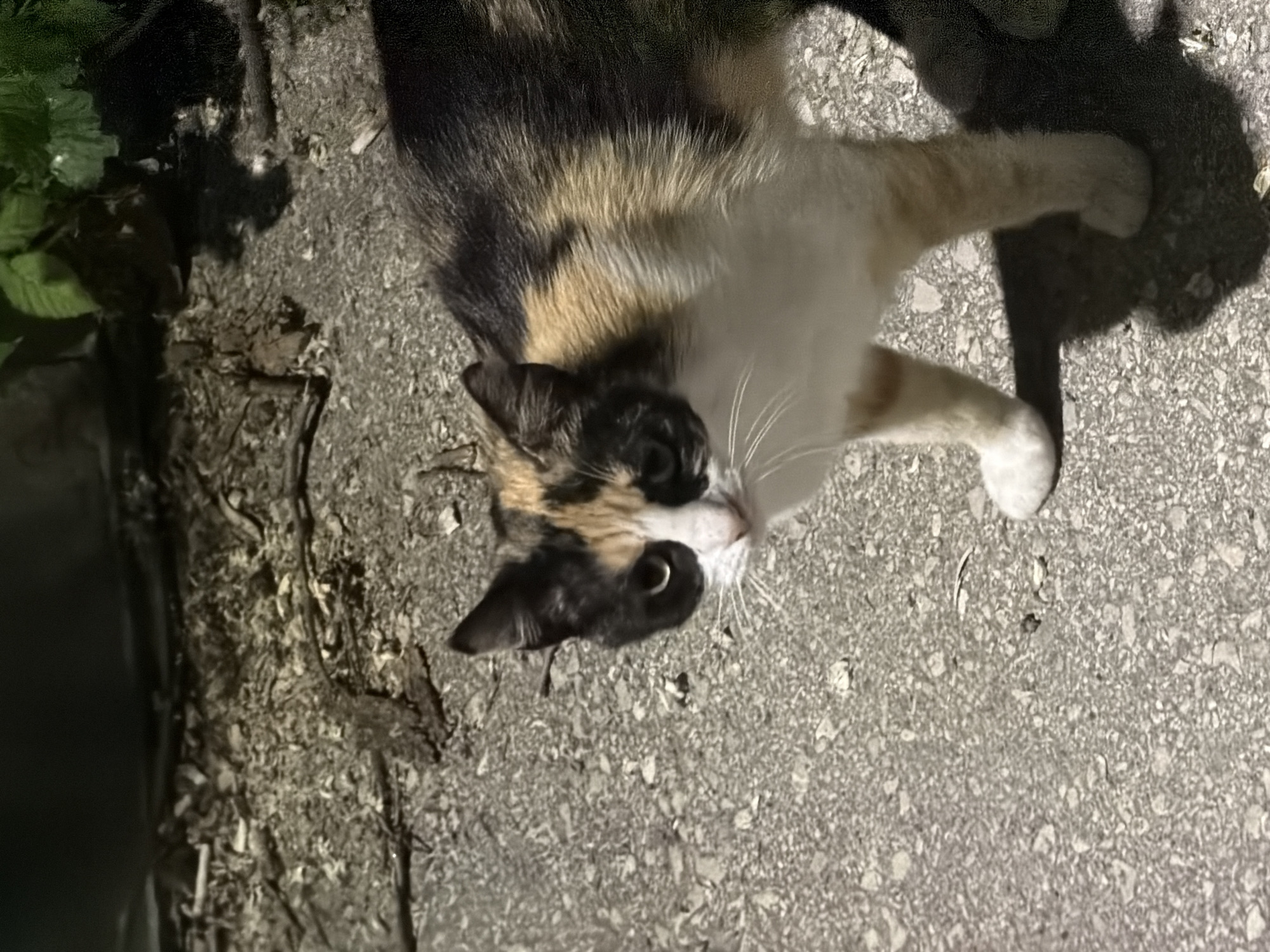 A calico cat lies on light gray asphalt pavement. The cat's fur is predominantly black, brown, and white. Its head is tilted towards the camera. The cat has white whiskers. To the left of the cat, is a dark area with a few green leaves. To the right of the cat, a dark shadow is cast on the pavement. The setting is outdoors and is near some foliage. The location is unknown and cannot be determined.