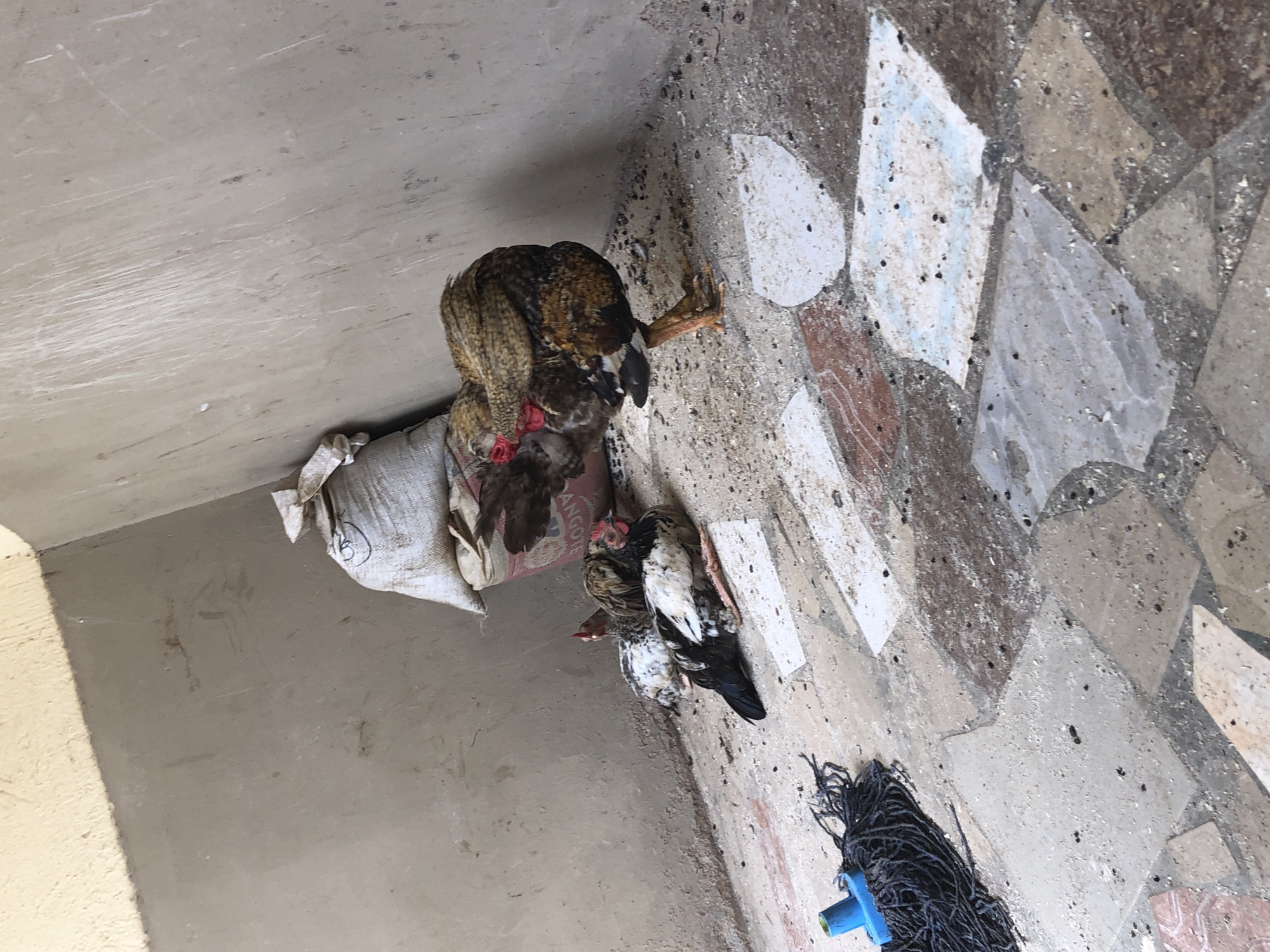 A rooster and three chickens are gathered near a burlap sack in an outdoor urban setting in Kabong, Nigeria. The floor is paved with irregular, colorful tiles. A blue mop is visible in the lower left corner. The walls appear to be made of concrete.