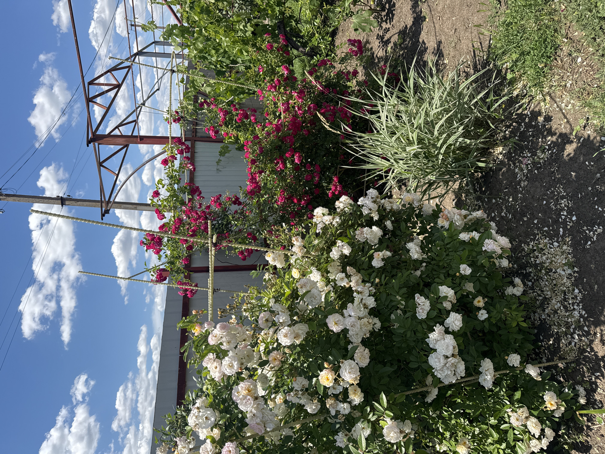 This is a slightly high-angle, medium shot of a garden on a sunny day. The foreground features a large bush of white roses and a patch of ornamental grass. Behind these, a dense bush of vibrant pink roses is visible, as well as green foliage from what appears to be a vine. A light gray metal fence runs across the background, partially obscured by the vegetation. Above the fence, a bright blue sky with scattered white clouds is visible. To the right and center, a rudimentary metal structure, possibly for a greenhouse or trellis, is present. Electrical wires and a utility pole are also visible in the background. The ground is covered in dark soil, with fallen rose petals scattered on the path in front of the white rose bush. The scene appears to be a private garden.
