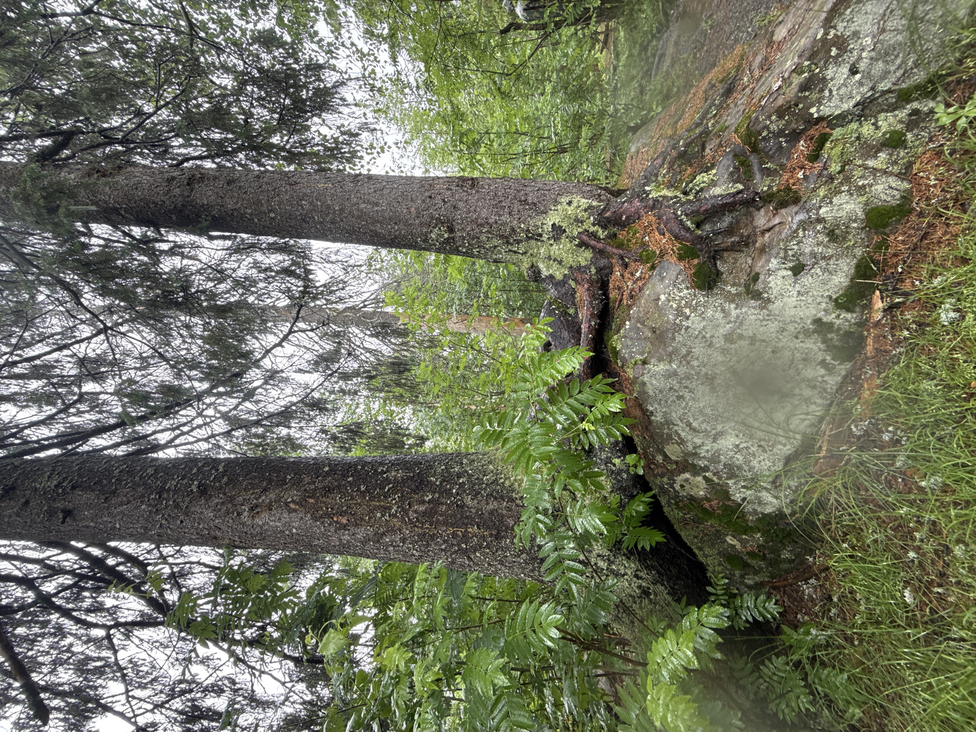 Two large pine trees grow out of and around a moss-covered boulder in a forest. The trees have rough, dark bark with patches of light green lichen. Their roots are exposed, wrapping around the rock. Lush green foliage, including ferns and grasses, surrounds the base of the trees and boulder, with some leaves appearing wet, suggesting recent rain. The background is filled with more trees and dense green vegetation, indicating a natural, wooded environment. There are no people or animals visible in the image. The scene appears to be in a natural, outdoor setting. The location is identified as being within the city of Shumikhinskii, Russia.