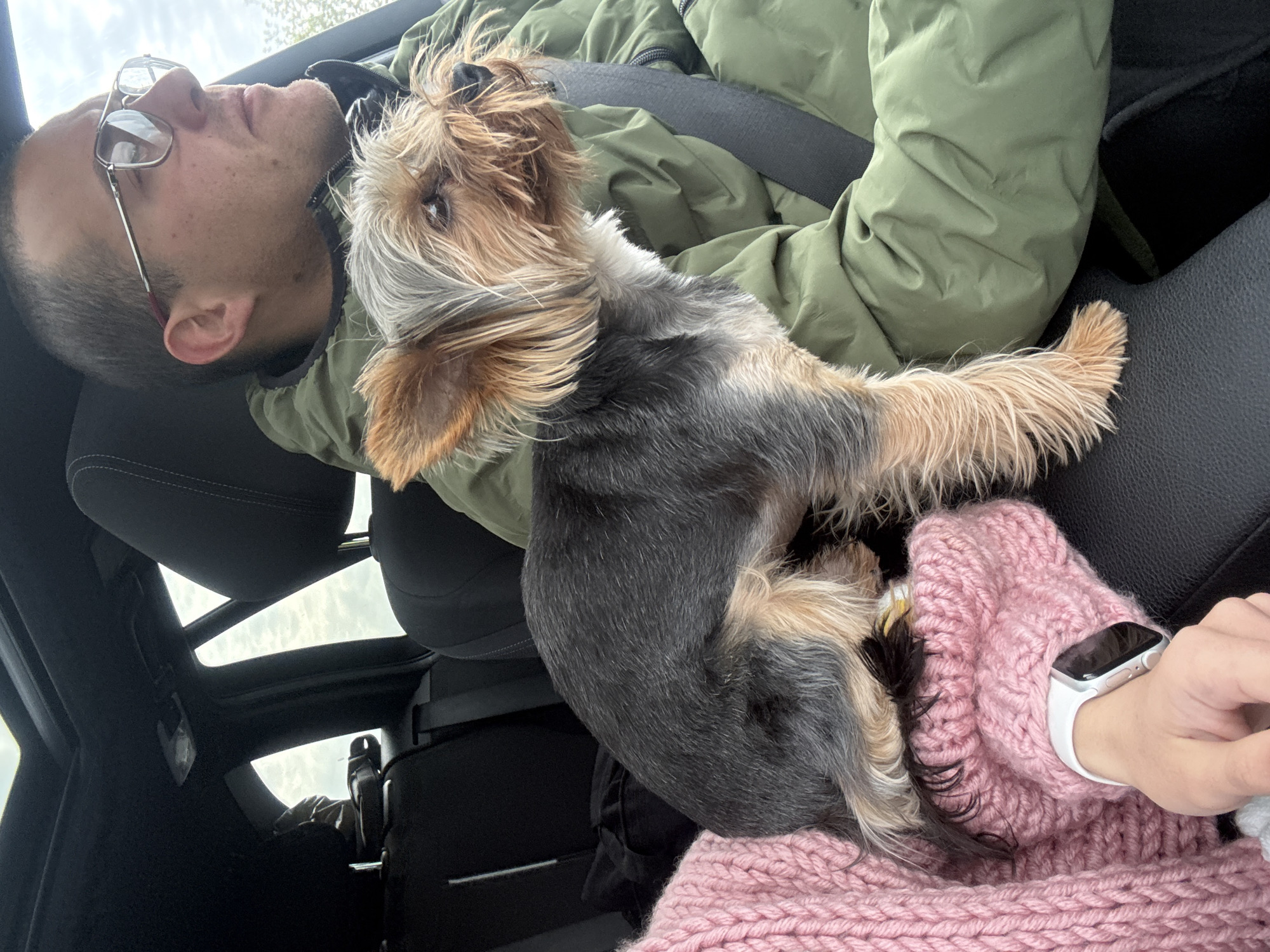 The image depicts the interior of a car. A man wearing glasses and a green jacket is reclined in the driver's seat, with a seatbelt fastened. A small dog, possibly a Yorkshire Terrier, is perched between the man and another person. The dog has a multi-colored coat of grey, black, and tan fur. A person wearing a pink knitted scarf or sweater is next to the dog. This person is wearing a white smart watch. The interior of the car is mostly black. The location in the city of Kipra, Bulgaria, cannot be determined from the image.