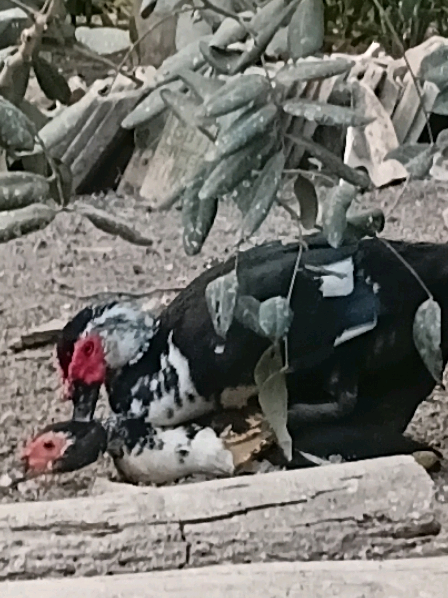 Two ducks are resting on the ground in a cluttered outdoor environment. The duck in the foreground is black and white with a bright red face, while the other duck, partially obscured, appears to be mostly black with white markings. They are positioned close together, with their heads touching. The ground is covered in dirt and debris, including pieces of wood and what appear to be broken tiles or concrete. Overhanging branches with green leaves are visible above the ducks, casting shadows. The overall scene suggests an unkempt or naturalistic setting within the city of Margo Rukun, Indonesia.
