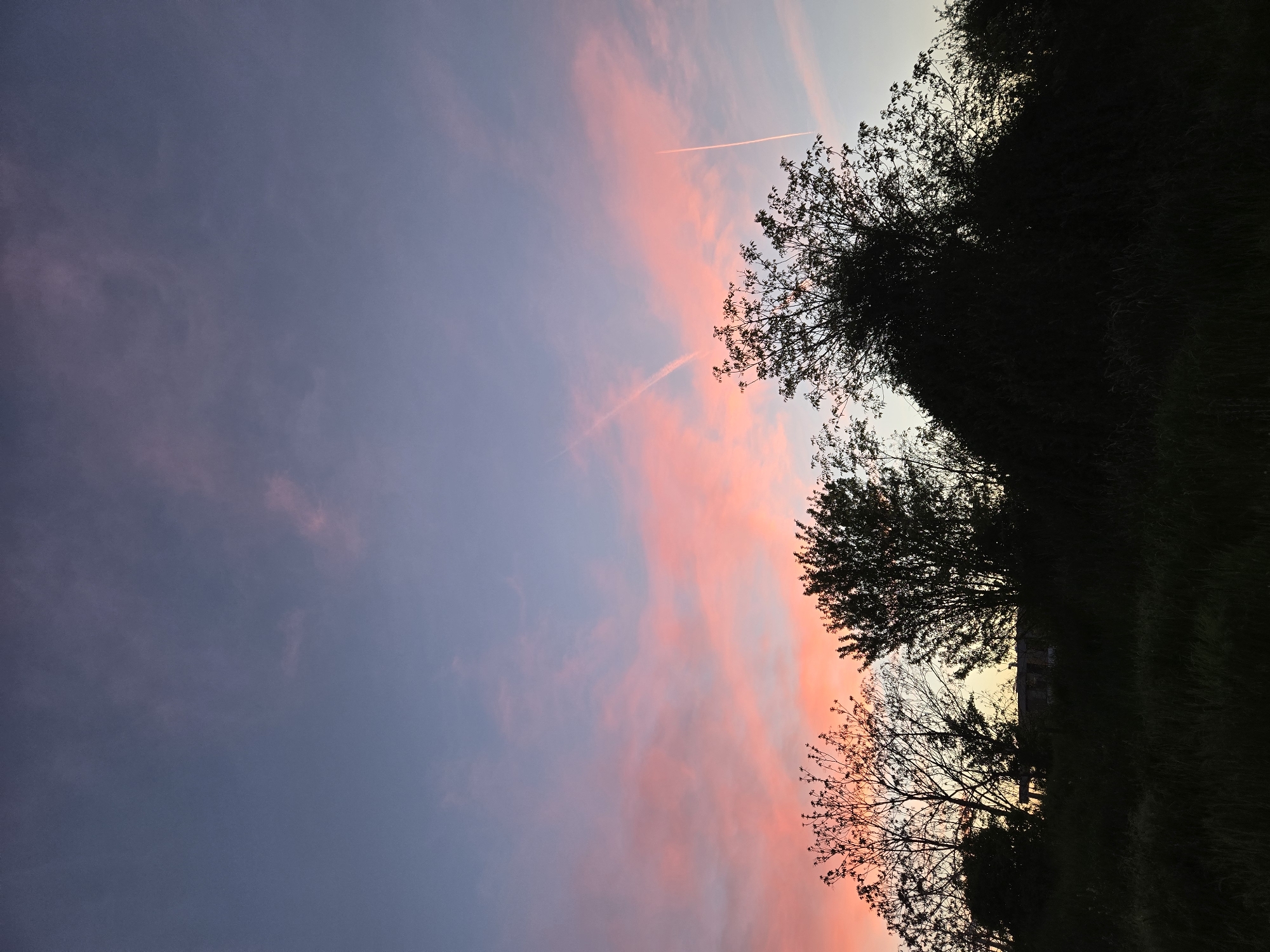 The image displays a picturesque outdoor scene at either sunrise or sunset, characterized by a dramatic sky and silhouetted foreground elements. The sky, occupying the left half of the frame, exhibits a striking color gradient, transitioning from a pale blue-grey at the far left to soft purples, and then vibrant pinks and oranges towards the right, where it meets the horizon. Elongated, wispy clouds are illuminated in these warm hues, creating streaks across the heavens. Two distinct, thin white contrails from aircraft are visible, arcing across the pink and blue sections of the sky.
On the right side of the image, a dark, silhouetted landscape stands against the brightly colored sky. This landscape is dominated by a dense line of trees and other vegetation. Some trees appear to have fuller foliage, while others present a more skeletal outline of branches, suggesting different types or stages of growth. Below the tree line, the ground is covered by a dark, indistinct mass that resembles tall grass or dense bushes. A faint, lighter patch in the lower right corner might hint at a distant structure or a break in the vegetation, but it remains largely obscured by shadow.
The overall mood is serene and peaceful, emphasizing the natural beauty of the sky's colors during twilight. There are no people or discernible activities taking place, and no visible text. The image's orientation is vertical, with the sky primarily on the left and the land on the right, as if the camera was held sideways.
