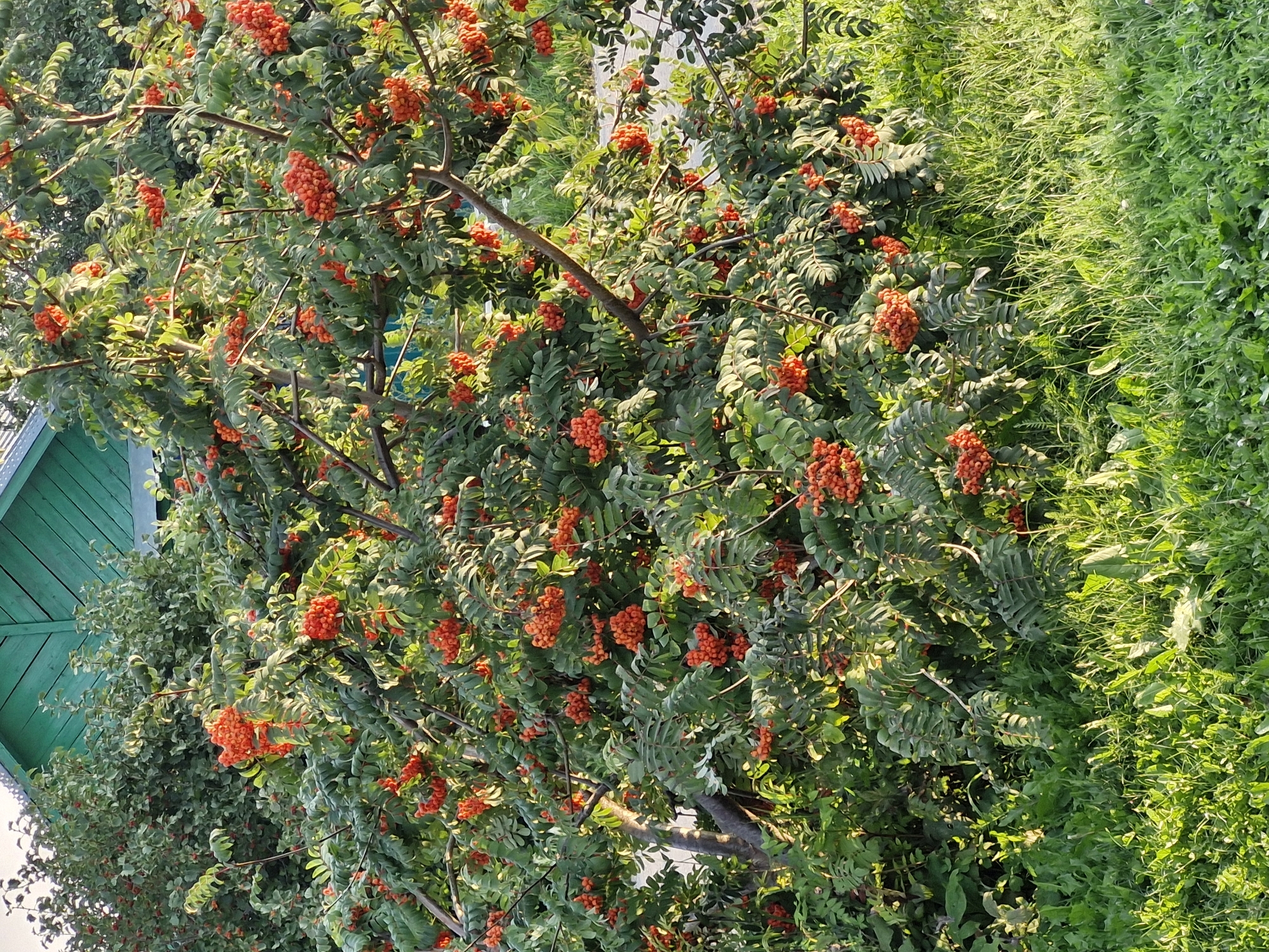 The image shows a close-up view of a rowan tree laden with bright orange berries, set against a backdrop of lush green foliage and a glimpse of a green roof. The tree's branches are dense with compound leaves and clusters of berries, some illuminated by sunlight, creating a dappled effect. In the foreground, vibrant green grass, with some taller blades and other plants, covers the ground. The scene appears to be outdoors, likely in a garden or natural setting within the city of Buzdyak, Russia, suggesting a late summer or early autumn season. No people or animals are visible in the frame.