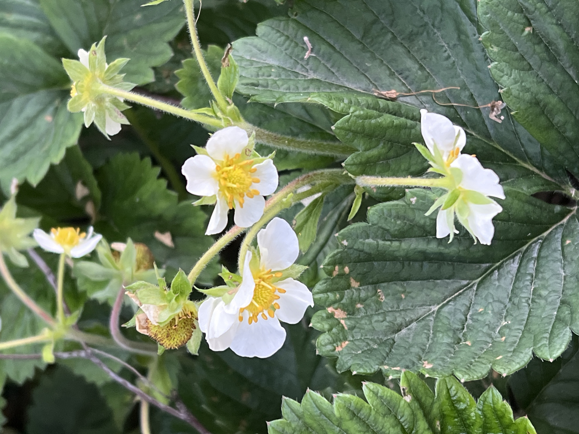 A close-up, eye-level shot focuses on several white strawberry blossoms and green leaves in Panteleevka, Russia. The flowers, characterized by their white petals and yellow centers, are in various stages of bloom, with some fully open and others still developing. One flower hangs upside down, showcasing its green sepals. A partially developed green and brown strawberry fruit is visible near the top left of the frame, adjacent to a wilting flower. The textured green leaves exhibit some browning and minor damage, suggesting natural wear or environmental impact. The background is a blur of dark green foliage, creating a shallow depth of field that emphasizes the foreground subjects. The lighting appears natural, casting soft shadows. No people or animals are present in the scene.