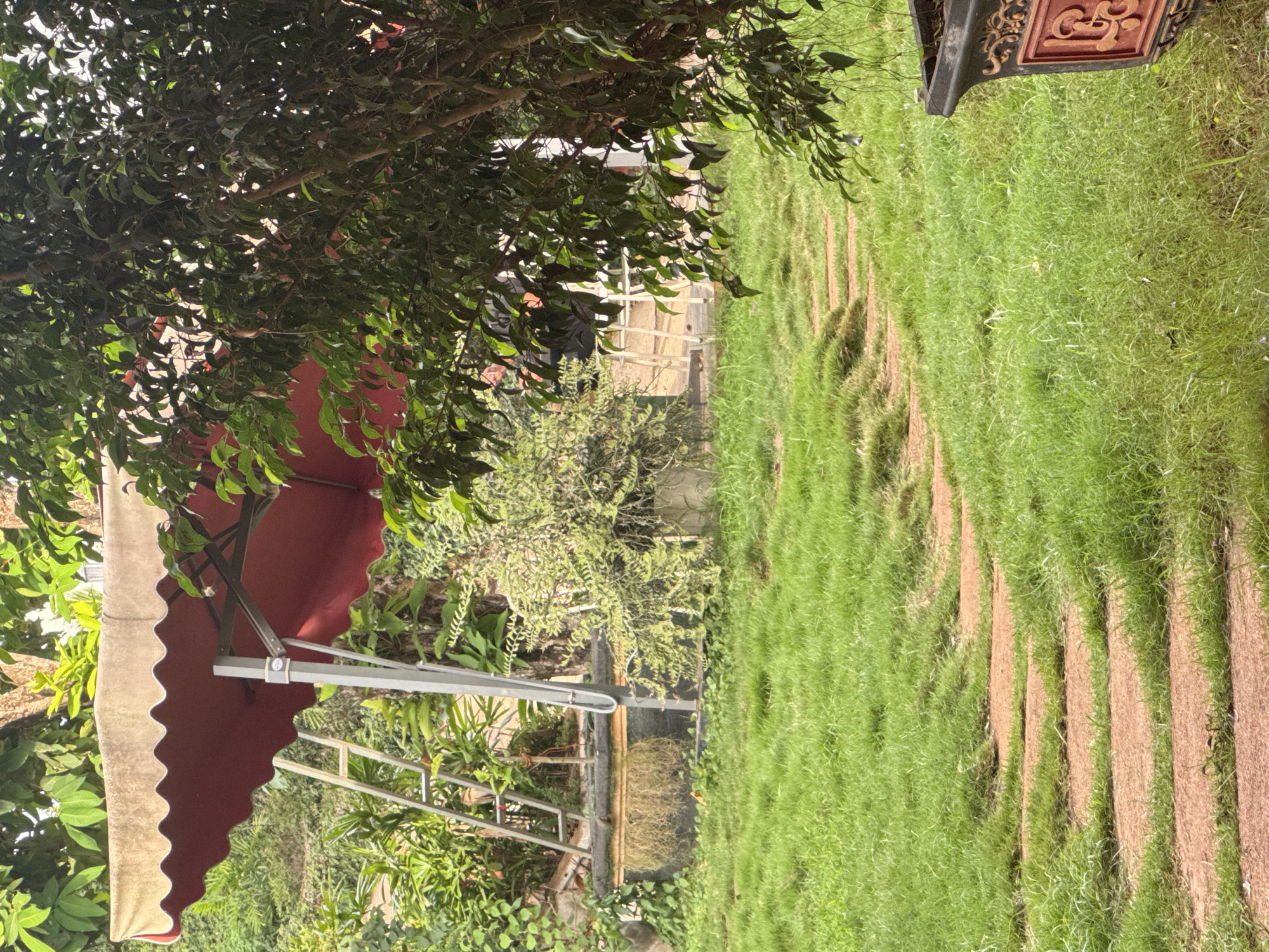 The image depicts an outdoor scene at what appears to be a garden or patio area. In the foreground, a red and cream-colored awning is partially visible, extending from a structure out of frame. To the left of the awning, lush green foliage from a tree drapes over the scene. The ground is covered with vibrant green grass, with a pathway of reddish-brown stepping stones or mulch running diagonally through it. In the background, there is a glimpse of a white structure that could be a trellis or a small building, partially obscured by greenery. There are also hints of other plants and possibly some decorative elements, such as a dark, ornate object with intricate carvings on the upper right. The lighting suggests it is daytime, with sunlight filtering through the leaves. The overall impression is one of a serene and well-maintained outdoor space, possibly in a tropical or subtropical climate, given the dense greenery. There is no visible text in the image. The scene is still and peaceful, with no apparent activity or people.