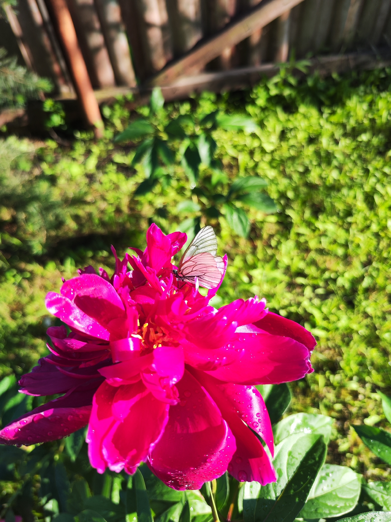A butterfly with translucent white wings rests on a vibrant fuchsia peony flower. The flower, glistening with water droplets, dominates the foreground. In the background, blurred green foliage and a wooden fence are visible. The scene appears to be outdoors, likely in a garden or park within the city of Moskovskiy, Russia, under natural daylight.