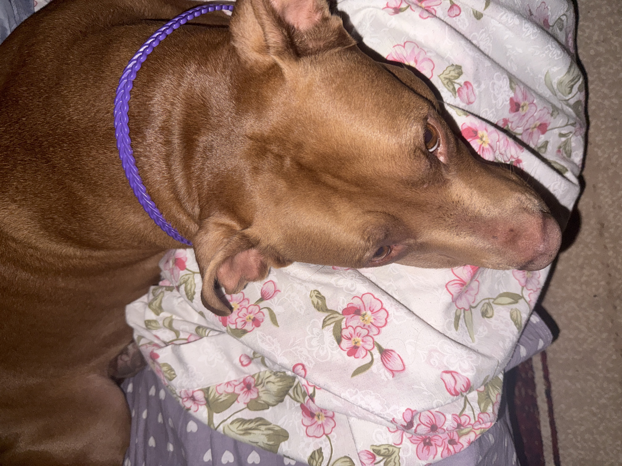 An overhead medium shot shows a reddish-brown dog lying on a floral-patterned blanket with pink flowers and green leaves. A thick, braided purple collar is around the dog's neck. The dog's head is turned to the right, with its left ear visible. The dog's left eye is open and looking forward. The background is blurred, but a glimpse of a rug can be seen at the bottom. The scene is indoors, likely a bedroom, as suggested by the blanket and the presence of bedding. There is no information in the image to determine the location in the city of Zatoka, Ukraine.