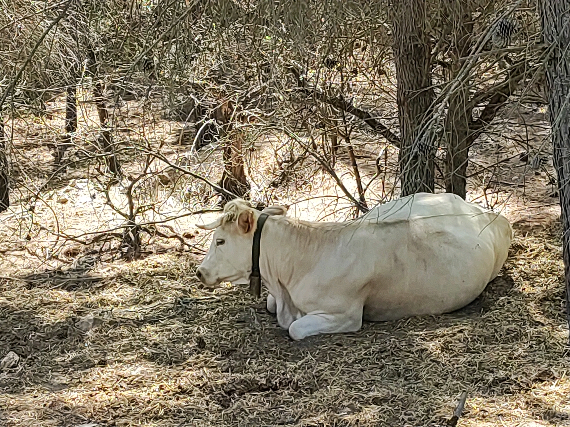A light-colored cow with horns lies on dry, brown foliage in a wooded area. The cow is lying down, facing to the left of the frame, with its head up. It is wearing a dark collar with a bell attached. The background consists of trees and branches, with dappled sunlight filtering through. The ground is covered in dry leaves and twigs, suggesting a natural, outdoor environment. The scene appears to be located in the municipality of Tales, Spain, as the cow is a local breed often found in that region.