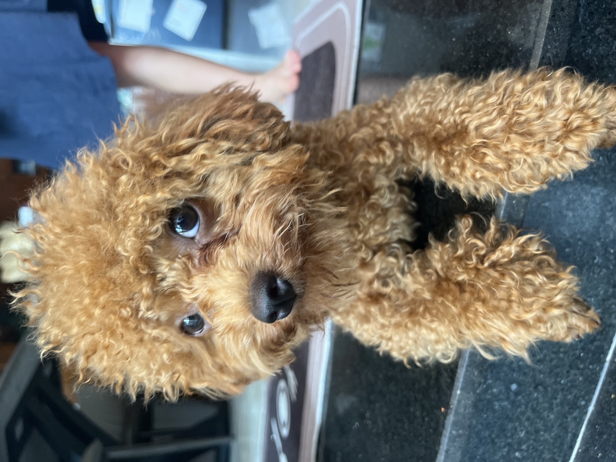 A reddish-brown curly-haired dog, possibly a poodle or a poodle mix, is lying down on a dark surface. The dog is oriented so its head is in the lower-left of the frame and its paws are stretched out towards the top-right. The dog is looking at the camera with big, round eyes. In the background, there is a partially visible person wearing a blue shirt and a bare foot. There is also an object with a brown and white design. The surface the dog is on appears to be a dark countertop or a table. The location is Bac Nha Trang Ward, Vietnam.