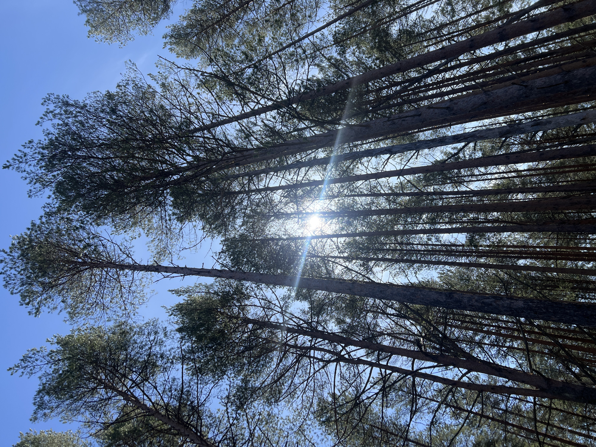 The image depicts a view looking upwards through a dense pine forest in Чернышово, Russia, on a sunny day. The tall, straight trunks of the pine trees dominate the frame, stretching upwards towards the clear blue sky. The sun shines brightly through the canopy, creating a lens flare effect. The branches and needles of the trees are silhouetted against the light.