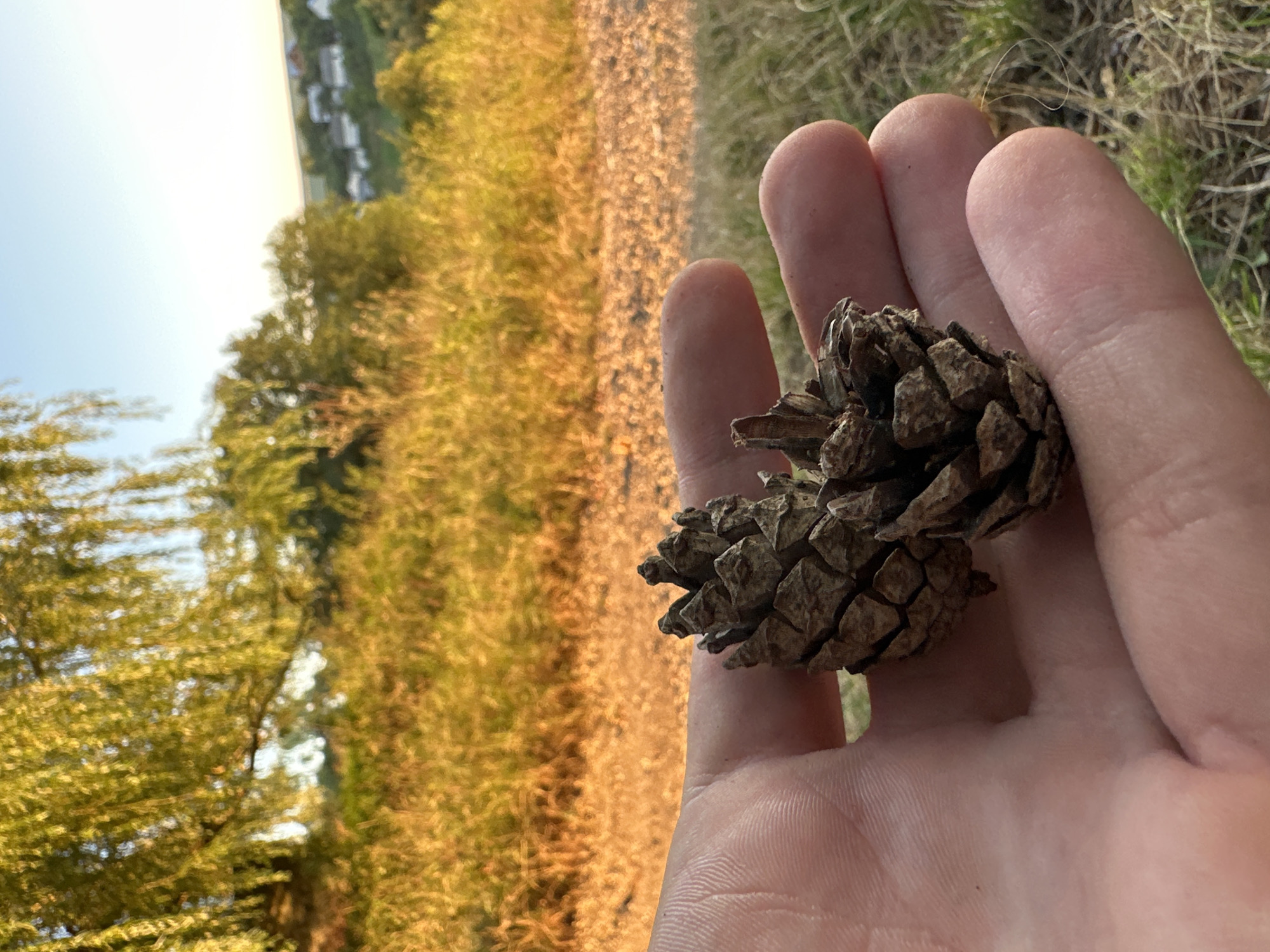 A close-up, eye-level shot focuses on a person's left hand holding two brown pinecones. The pinecones are positioned in the palm of the hand, with the hand angled slightly upward. The background is blurred but appears to be a sunlit outdoor scene. In the mid-ground, there is dry, golden grass and a dirt path. Beyond that, trees with green and yellow leaves are visible, with a hazy, distant view of a village with white houses nestled on a hillside. The sky is clear and blue, with a hint of orange near the horizon, suggesting it may be late afternoon or early evening. The location is Makiv, Ukraine.
