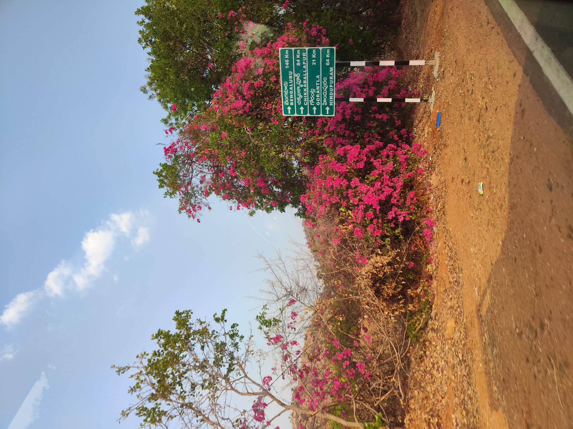 The image shows a road sign in Bade Nayak Thanda, India. The sign, positioned near the roadside and partially obscured by bougainvillea bushes, indicates the directions and distances to several locations: Bengaluru (146 km), Chikkaballapur (84 km), Gorantla (21 km), and Hindupuram (64 km). The signpost is painted with black and white stripes. The sky above is partly cloudy with visible trees and pink bougainvillea bushes. The road surface is visible in the lower right corner.