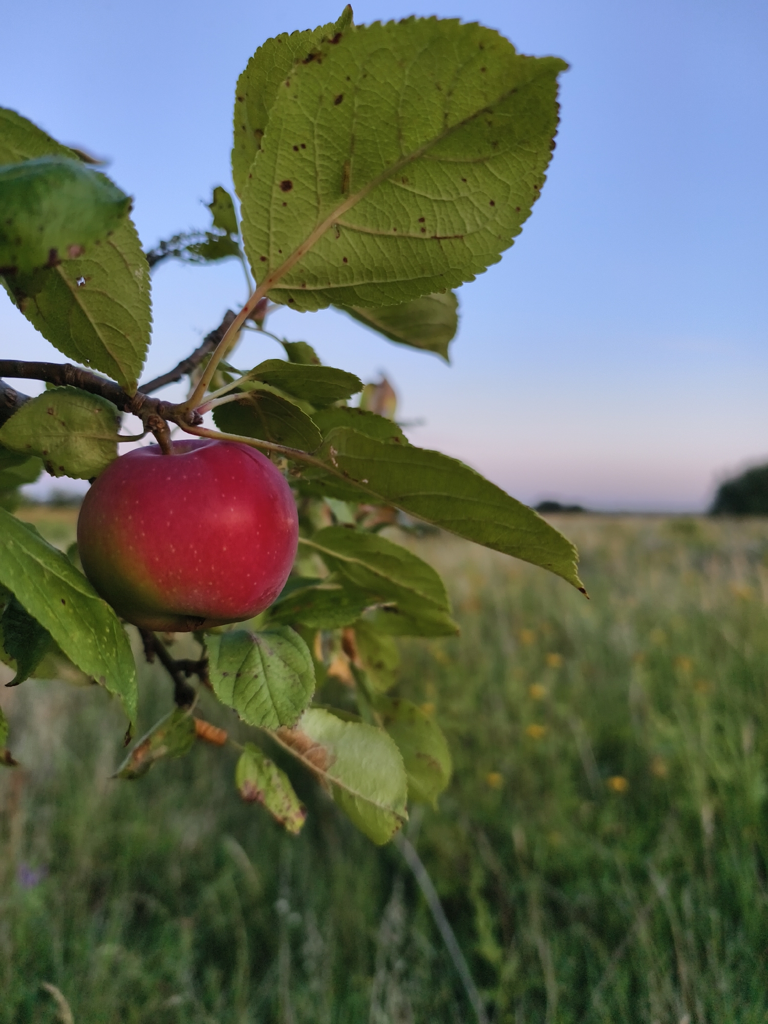 The image shows a single, ripe red apple hanging from a branch of an apple tree. The apple is round with a slight blush of green on its lower left side, indicating it is still ripening. Numerous green leaves surround the apple, some showing slight browning or spots. The background is a softly blurred field of green grass and wildflowers under a clear, pale blue sky. The scene is captured at dusk, with a hint of pink and purple in the horizon. The perspective is close-up on the apple and branch, with the field receding into the distance. There are no people or animals visible in the image. The image is taken outdoors in a rural or semi-rural setting, likely a garden or orchard. No specific landmarks or recognizable features of Tczew, Poland are present in the image.