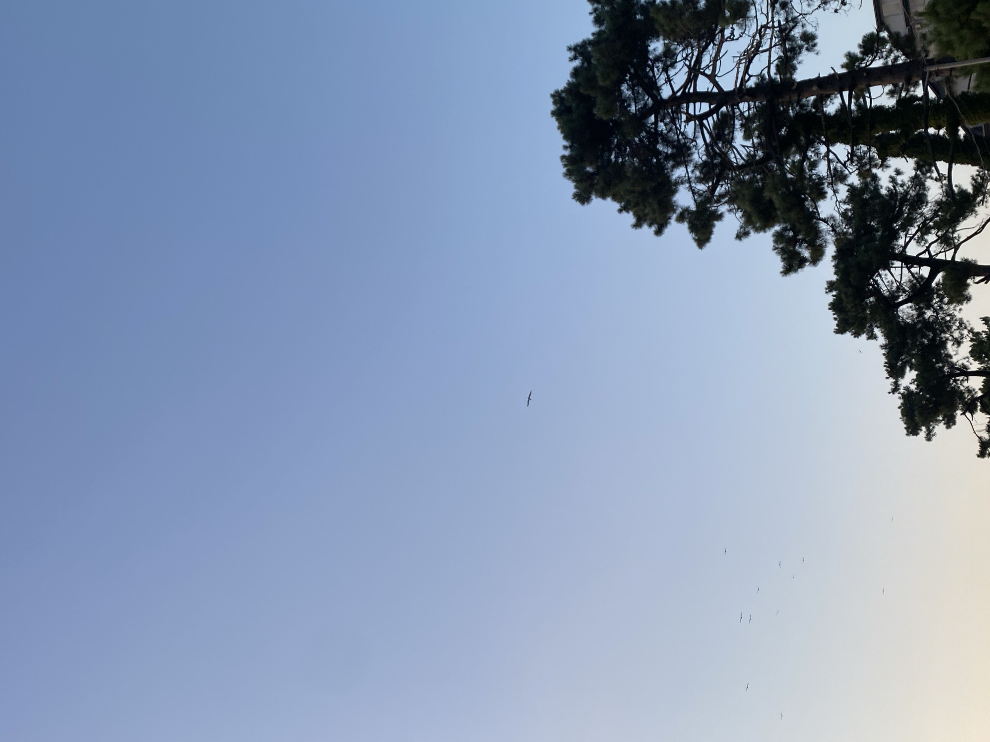 The image depicts a clear sky over the city of Ureki, Georgia. Several birds are seen flying in the distance. A large pine tree dominates the right side of the frame, with its branches extending upwards and to the left. Another pine tree is visible to the left of the main tree, partially obscured. The sky is a gradient of light blue, transitioning to a lighter hue near the horizon. The scene appears to be captured during daylight hours, likely late afternoon or early evening given the soft lighting.
