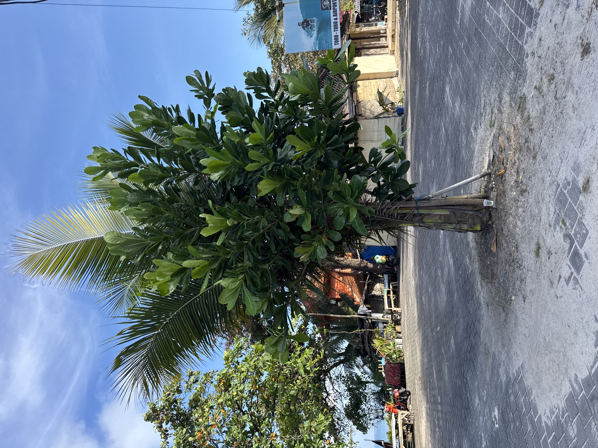 A medium shot shows a tree growing in a residential area along a grey-paved road. The tree is a combination of a palm tree and a broadleaf tree. A palm frond is visible on the left side of the image. A street sign with a surfer reading “TORO - TORO & Airport” is located behind the tree. A building is behind the tree to the right. A blue sky is visible. Other structures and trees are further in the background. Based on the environment and the sign, the location is likely in Kuta, Indonesia.