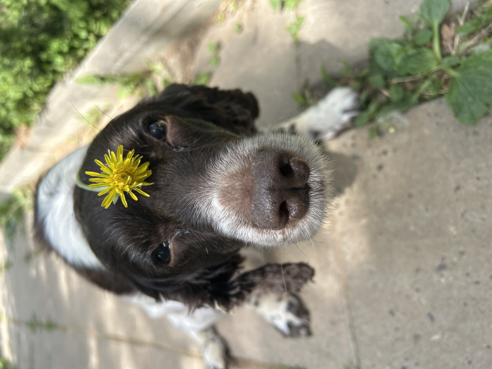 A close-up, high-angle shot depicts a Springer Spaniel dog with brown and white fur. A yellow dandelion flower is positioned on the dog's head between its eyes. The dog gazes upward toward the camera. The background consists of concrete surfaces and green foliage. The location is indeterminate and cannot be identified as Фоки, Russia from the visual data provided.