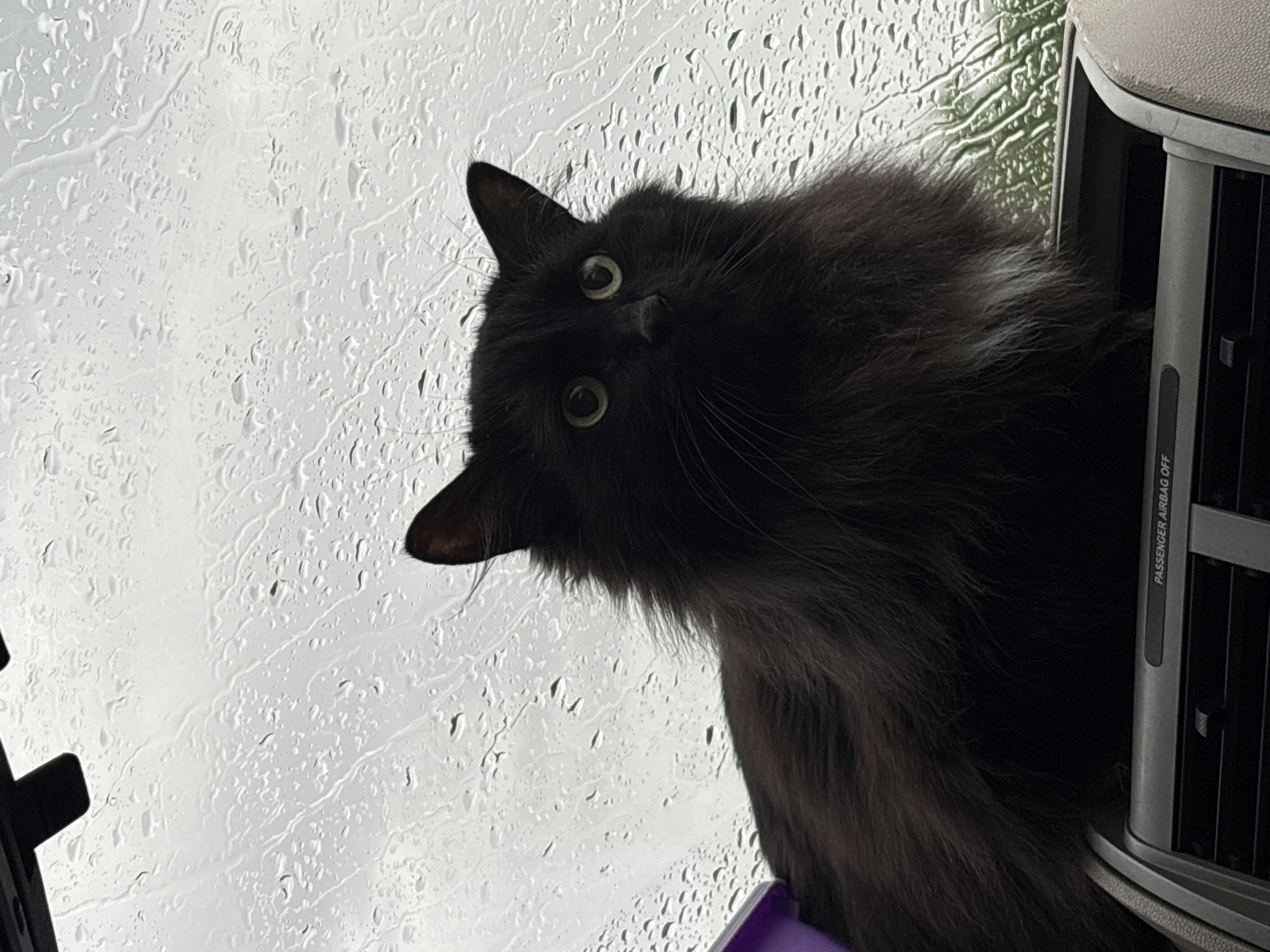 A black, long-haired cat with green eyes sits on the dashboard of a vehicle, facing the camera. The cat's fur is fluffy, with some white fur visible on its chest. Raindrops are visible on the car's windshield, which is in the background. The interior of the car, including a vent and a "PASSENGER AIRBAG OFF" indicator, is visible in the foreground. The cat appears alert and is looking directly at the viewer. The scene is likely taking place during a rainy day in Konstantinovskaya, Russia.