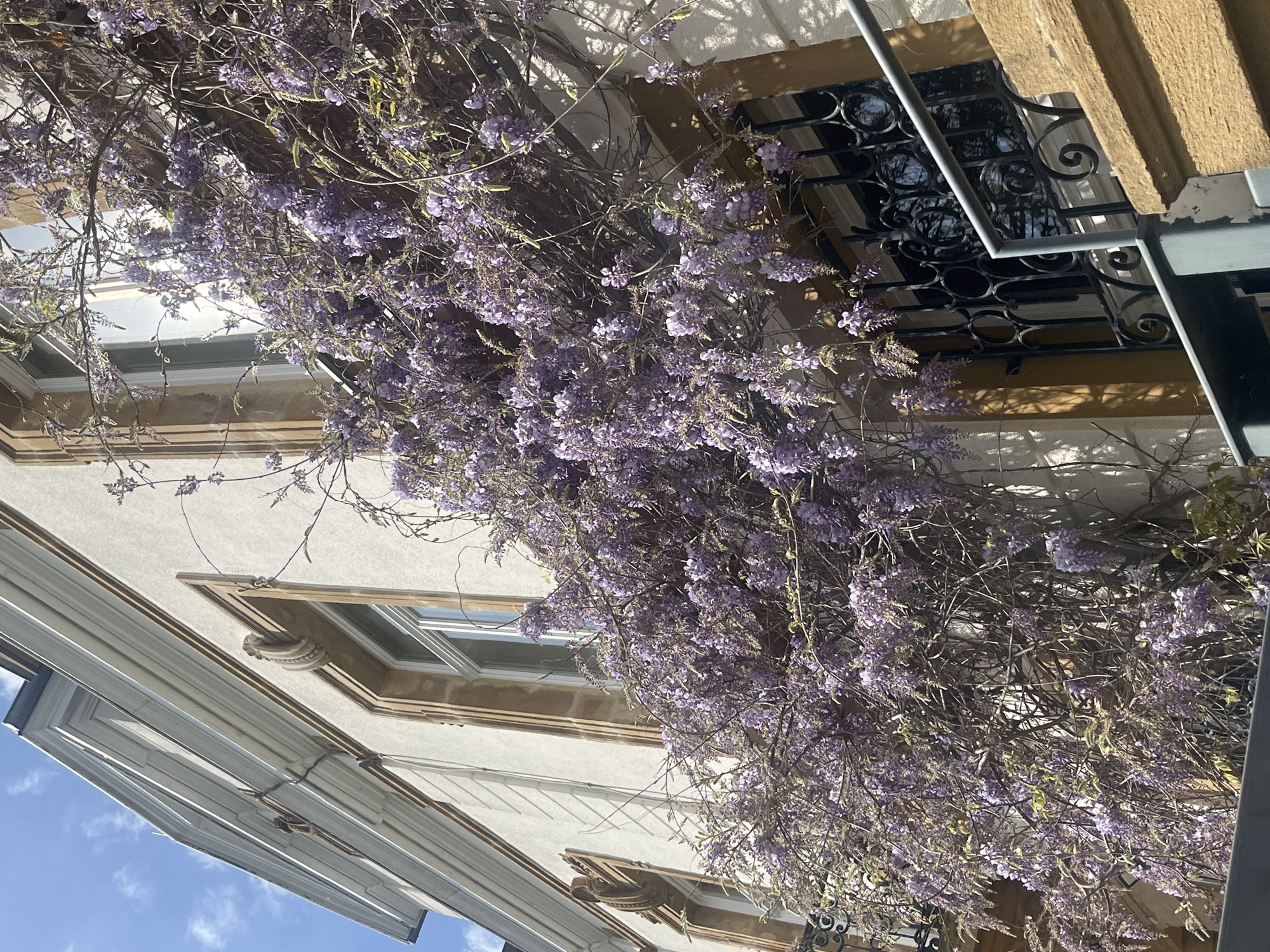 The image depicts a building facade in Luxembourg, Luxembourg. The building is light-colored with ornate window frames. A profusion of flowering wisteria vines, laden with purple blossoms, cascades down the facade, partially obscuring the windows. The lower left corner shows a blue sky. Ornate metalwork is visible outside one window. The image is rotated slightly counterclockwise.