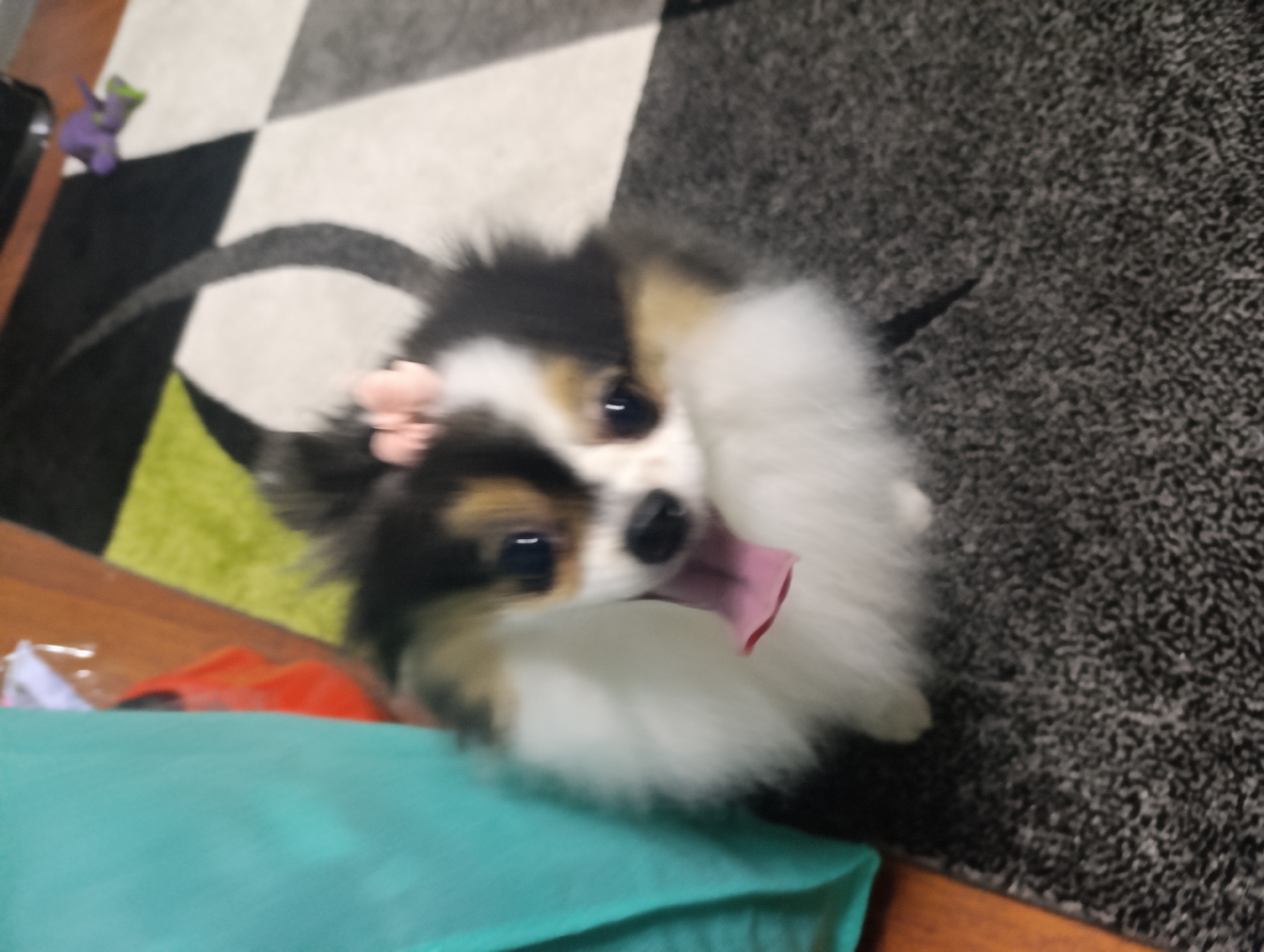 A tricolor Pomeranian dog with a pink bow on its head is panting with its tongue out. The dog is standing on a gray rug. In the background, there is a black and white checkered rug with a purple toy on it, and a wooden table with a green cushion on it. The location is likely indoors and not identifiable as Emmerich on the Rhine, Germany, from visual data.