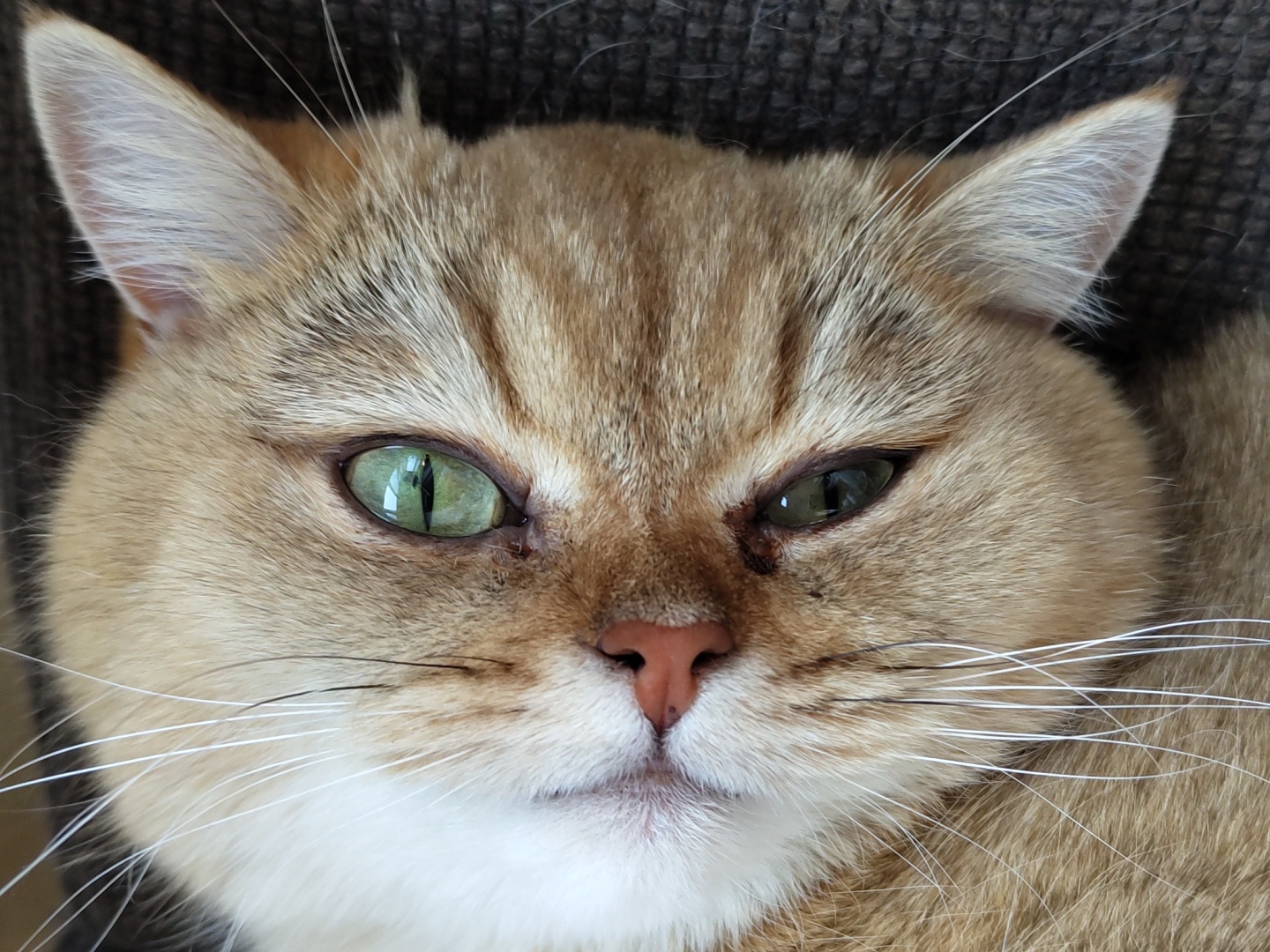 The image is a close-up, upside-down, head-on shot of a ginger and white cat. The cat has striking green eyes with dark vertical pupils. Its fur is short and appears soft, with tabby markings on its face and ears. The cat's nose is pink, and its whiskers are long and white. The background is dark and textured, suggesting a soft surface like upholstery. The image does not contain any information about the city of Krasnodar, Russia.