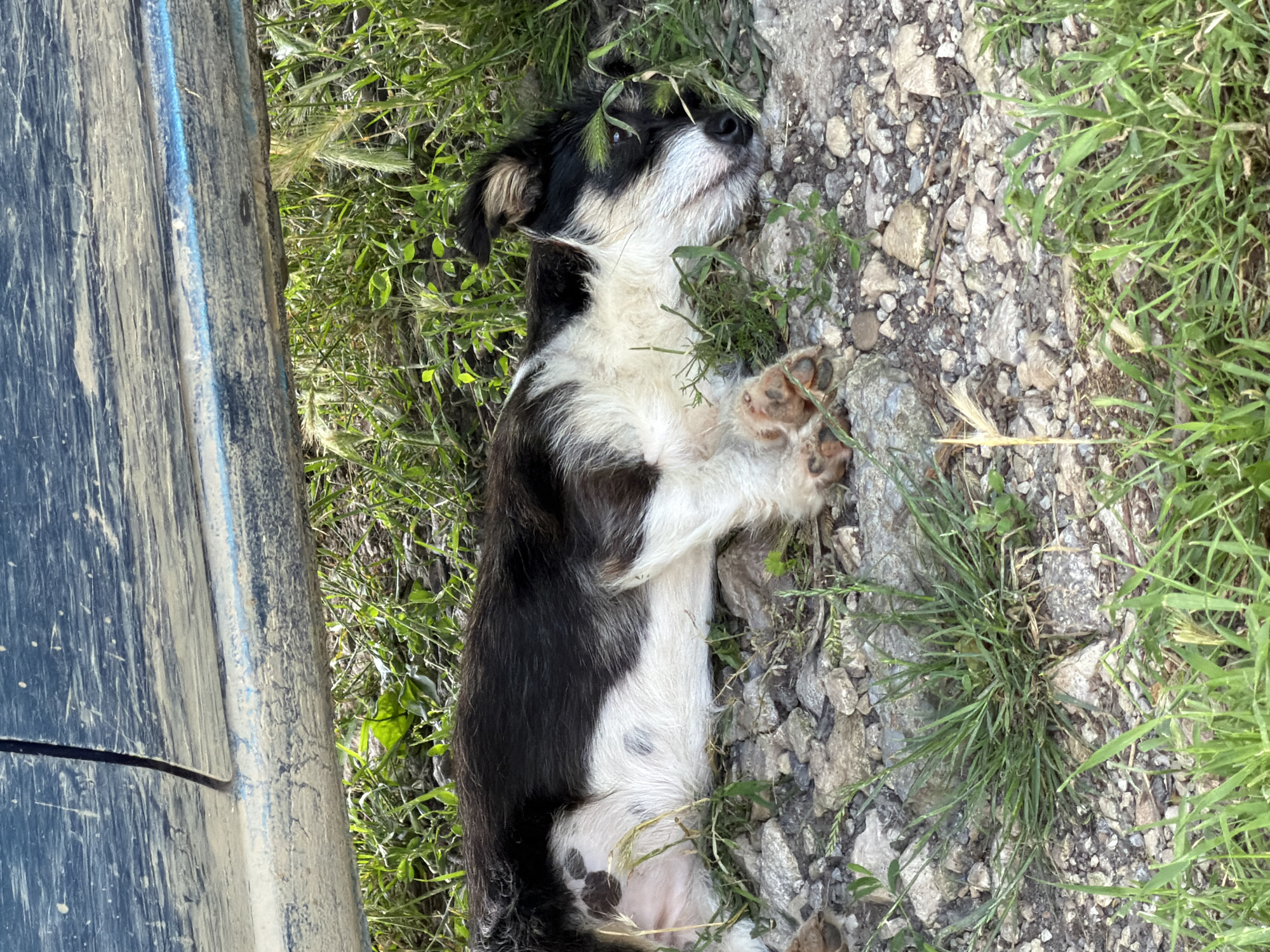 A black and white puppy is sleeping on the ground in the city of Kaolinovo, Bulgaria. The puppy is lying on its side amidst grass and small stones, under what appears to be the underside of a vehicle, possibly a truck, given the muddy, textured blue surface visible above. The puppy's eyes are closed, and its paws are relaxed. The ground is a mix of gravel and soil, with blades of green grass growing around it. The lighting suggests it is daytime, with natural light illuminating the scene.