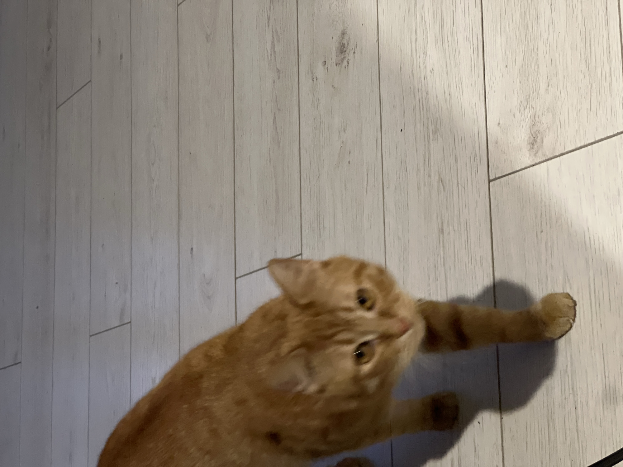 A domestic short-haired cat, primarily ginger-orange with subtle tabby markings on its legs and visible darker spots on its left flank, is captured in motion. The cat has amber eyes reflecting a light source and a pinkish-brown nose, with its head slightly lowered, looking forward and towards the viewer. Its front right paw is advanced, indicating movement. The scene is an interior space within the city of Moscow, Russia. The cat stands on light-toned, plank-style flooring, likely laminate or wood, exhibiting wood grain textures and minimal visible debris. Illumination from an unseen source casts a distinct shadow of the cat on the floor behind it and to its left. The background is out of focus.