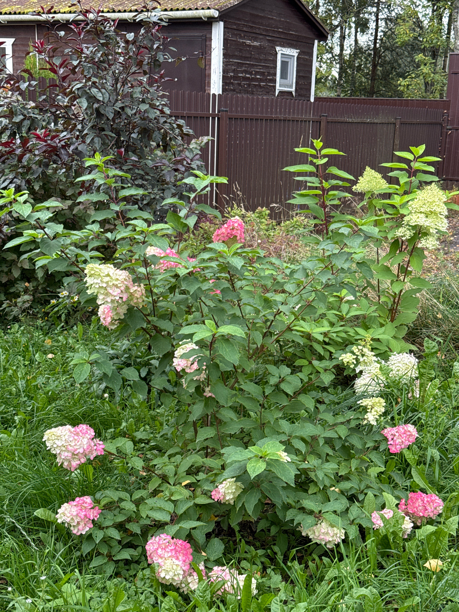 The image captures a garden scene in Steklyannyi, Russia, featuring a dense arrangement of flowering shrubs and foliage. Dominating the foreground is a large hydrangea bush with numerous flower clusters in varying shades of pink and white, interspersed with lush green leaves. To the left and behind the hydrangea, a darker, leafy bush with deep red and green leaves stands tall. Further back, a weathered, dark brown wooden building with a small, white-framed window is visible, partially obscured by a vertical brown metal fence. The ground is covered in green grass and some dry leaves. The overall impression is one of a slightly overgrown, naturalistic garden setting.