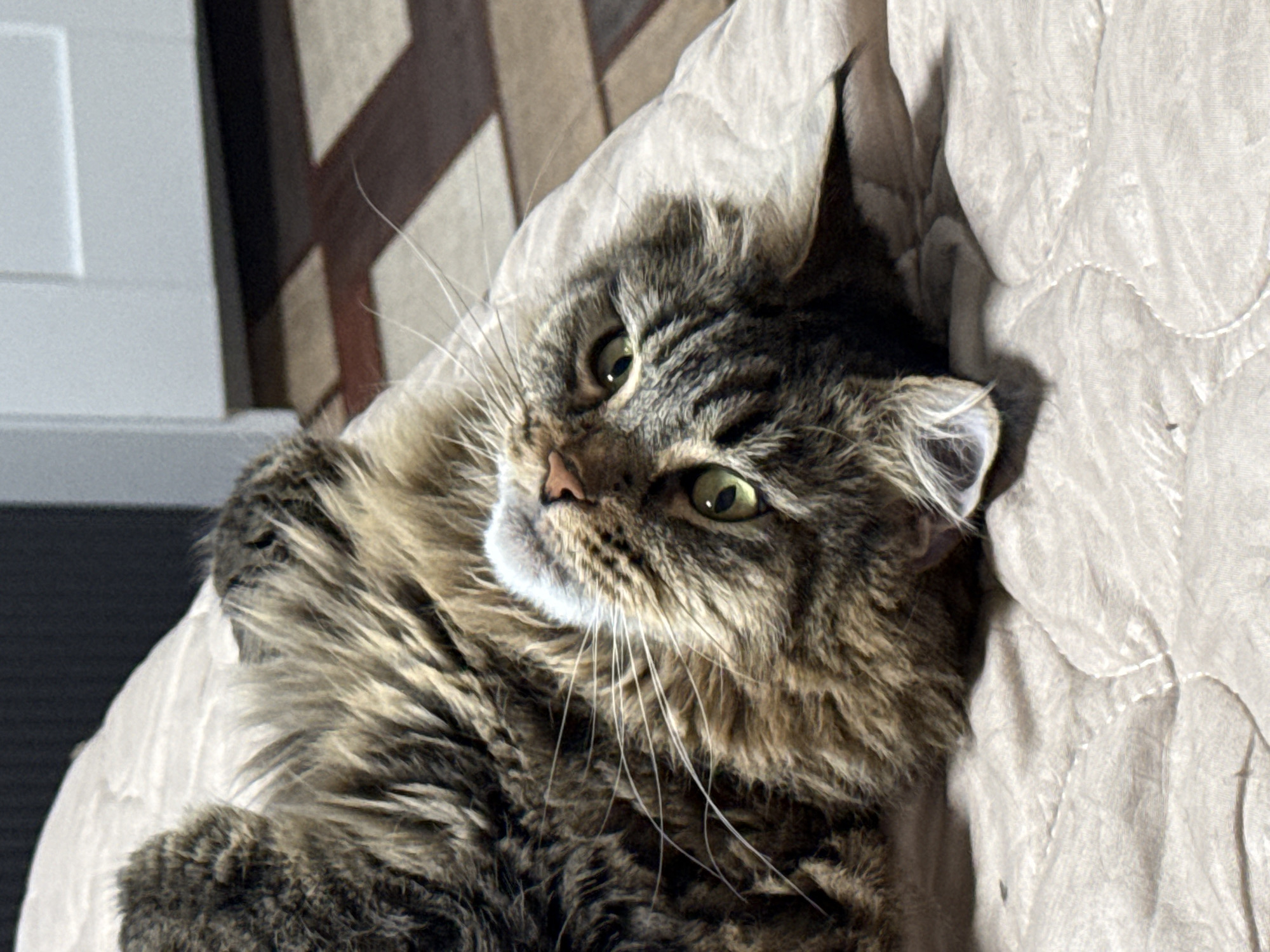 A fluffy brown and black tabby cat with green eyes lies on a light beige quilted blanket. The cat is positioned on its side with its head tilted towards the viewer. The cat's fur is long and thick, particularly around its neck and chest. A few long white whiskers extend from its muzzle. A white cabinet is partially visible in the background. The location is not discernible from the image, and no details suggest it is Izhevsk, Russia.