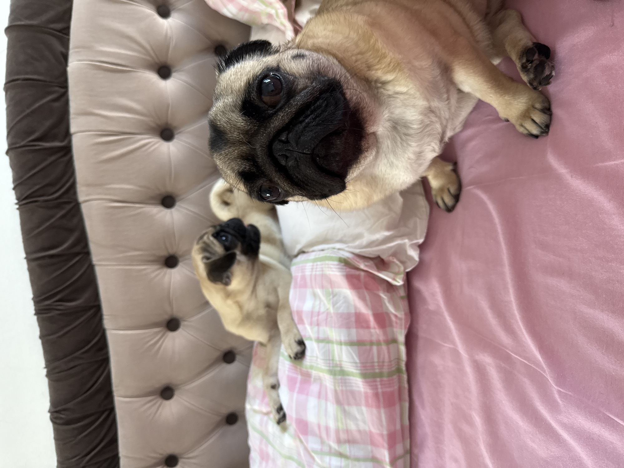 Two pugs are lying on a bed with pink sheets. The pug in the foreground is facing the camera, while the other pug is in the background, looking away from the camera. The bed has a tufted headboard.