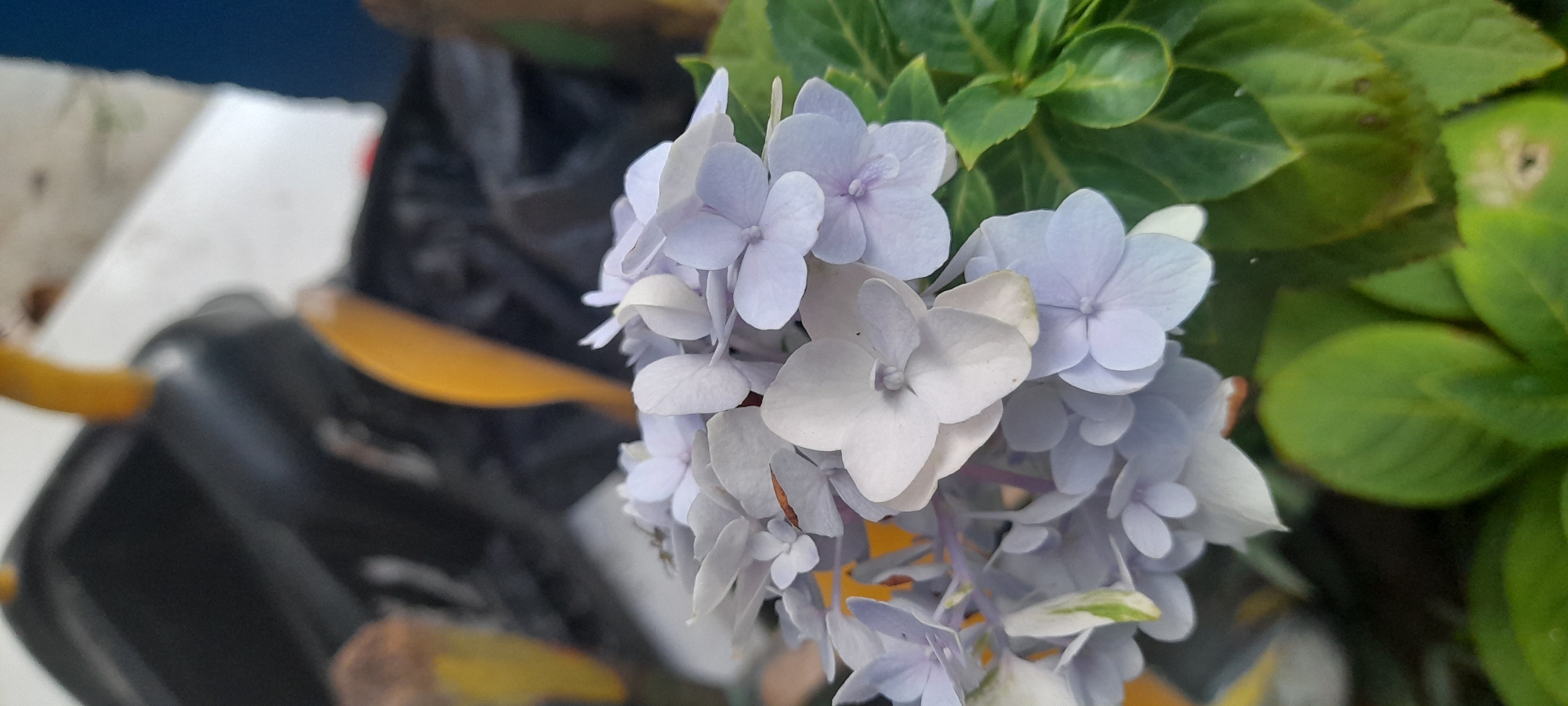 The image shows a close-up of light purple and white hydrangeas with green leaves. The flowers are clustered together and are partially in focus. The background is blurred and includes black and yellow objects that appear to be a bin or container. Based on the query parameters, the location is Buketteukuh, Indonesia. No people, subjects, actions, or interactions are visible in the image. The environment is predominantly floral.