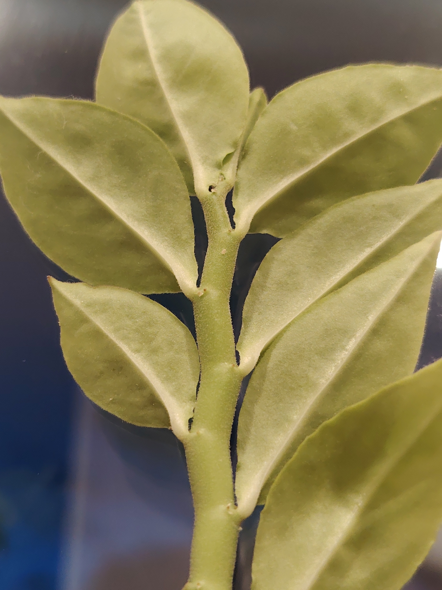 This is a close-up, overhead shot of a succulent plant stem with opposing, fleshy, light green leaves. The stem is thick and green, with small bumps and indentations where the leaves emerge. The leaves are ovate to lanceolate in shape, with smooth, slightly fuzzy edges and a prominent central vein. The background is a dark, out-of-focus blur, likely a dark surface or wall. There is no discernible connection to Chaikovsky, Russia.