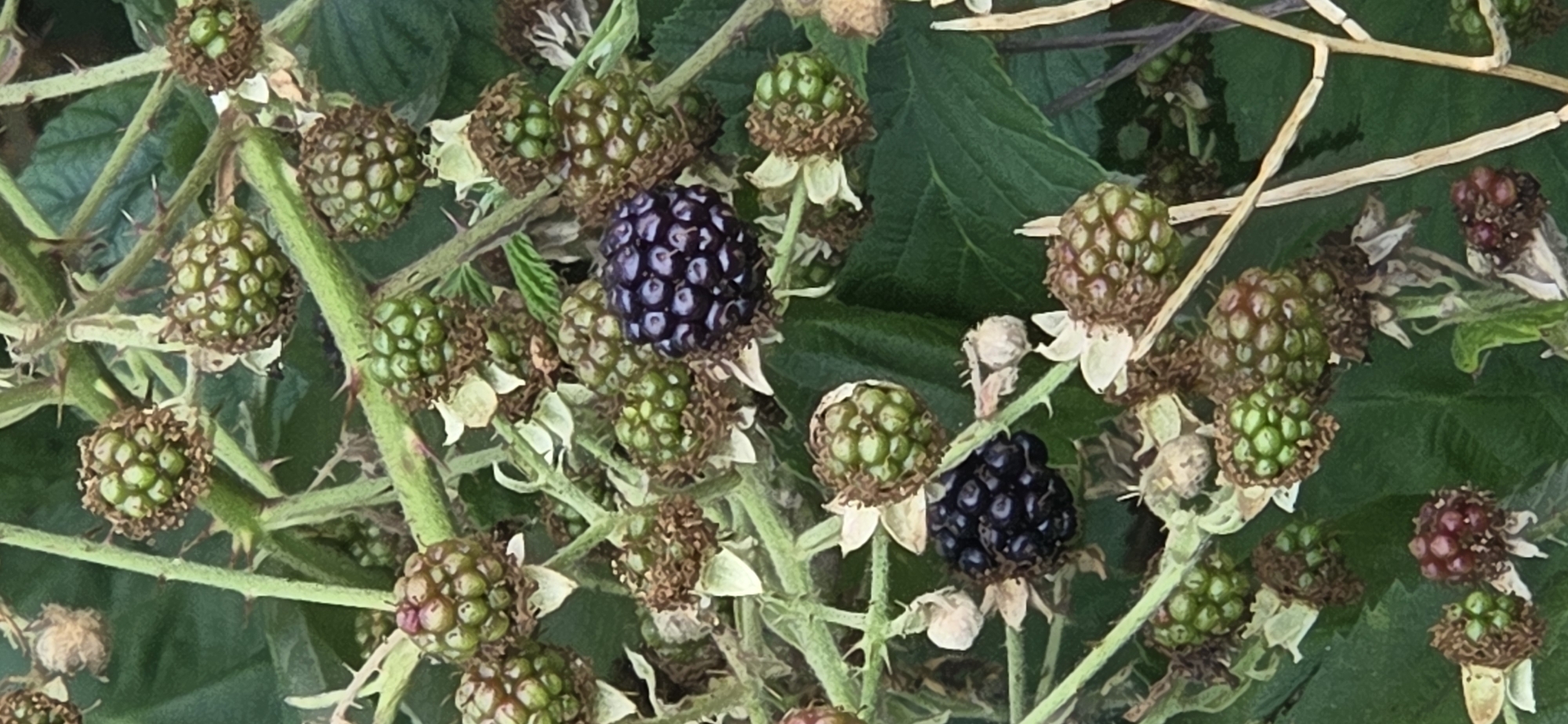 The image depicts a close-up view of a blackberry bush, likely found in the natural surroundings or gardens of Dillenburg, Germany. The bush is laden with numerous small, unripe, green berries, clustered together on thorny stems. A few of the berries are beginning to ripen, showing a transition to a reddish-purple hue, and a couple of fully ripe, dark purple blackberries are visible. The background consists of lush green leaves and dried foliage, suggesting a late summer or early autumn setting. The focus is on the berries and the intricate details of the plant's growth, with no people or specific structures from Dillenburg visible. The overall scene is one of natural abundance and the ripening process of fruit in a temperate climate.