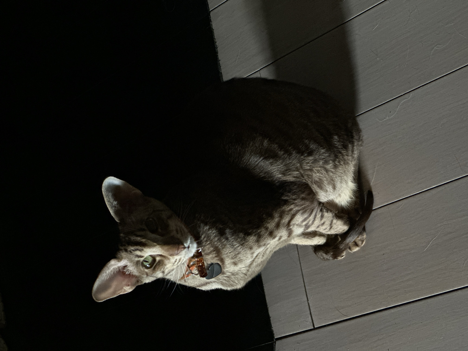 This media file captures a tabby cat, likely a domestic short-hair, curled up on a dark surface adjacent to a light wooden floor in an indoor setting in Moscow, Russia. The cat is viewed from an elevated perspective, with its head turned upwards and slightly to the left, looking directly at the viewer. Its alert expression is highlighted by its bright green-yellow eyes.
The cat's fur displays a clear striped tabby pattern. It wears a collar adorned with a reddish-brown, possibly spherical, object and a small, rectangular black tag, the text on which is indiscernible. Its tail is tucked around its body, indicating a resting or relaxed posture.
The scene is dimly lit by an artificial light source positioned above and to the left, casting distinct shadows across the wooden floor and illuminating the cat's face and parts of its body. This lighting suggests the photograph was taken in the evening or at night. The light-colored wooden floor planks contrast with the dark rug or carpet where the cat is situated. Faint wisps, possibly dust or fur, are visible on the wooden floor surface. The overall atmosphere is quiet and domestic.