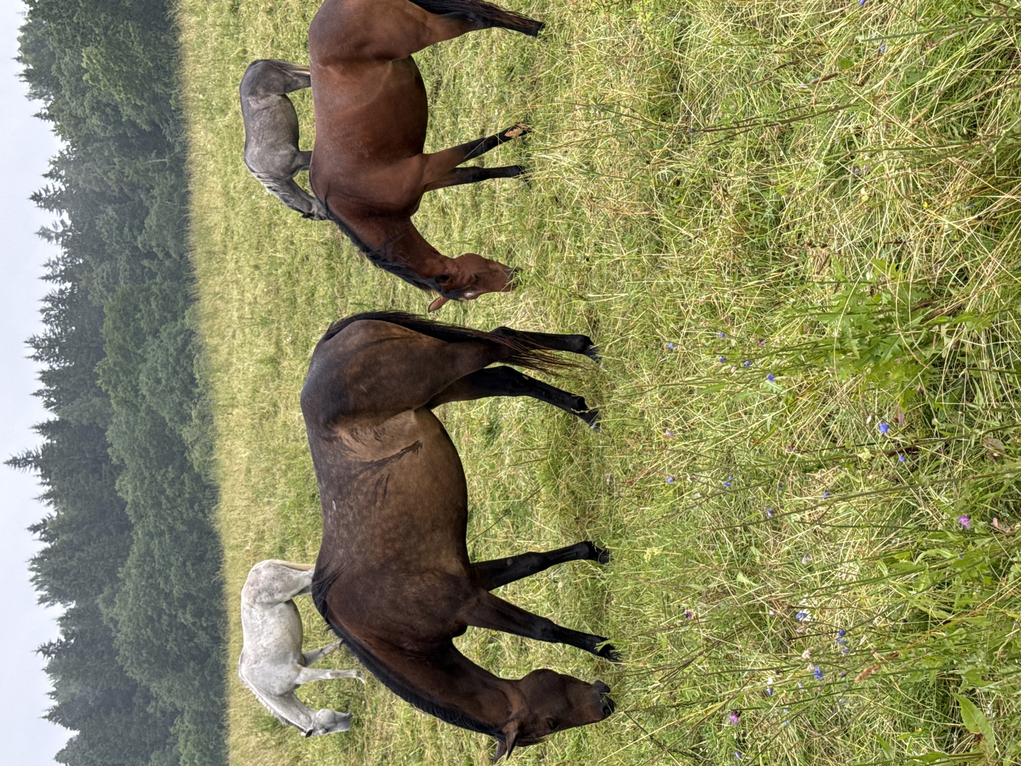 The image shows a pastoral scene with four horses grazing in a grassy field. In the foreground, two horses are positioned centrally: a dark brown horse on the left with its head down grazing, and a lighter brown horse on the right, also grazing. In the background, two more horses are visible: a white horse on the left, and a grey horse on the right, both grazing. The field is covered in green grass with some dry stalks and scattered small blue and purple wildflowers. A dense forest of green trees forms the background, with a slightly overcast sky above. The image appears to be taken in the vicinity of Galinė, Lithuania, suggested by the rolling terrain and the presence of forests typical of the region.