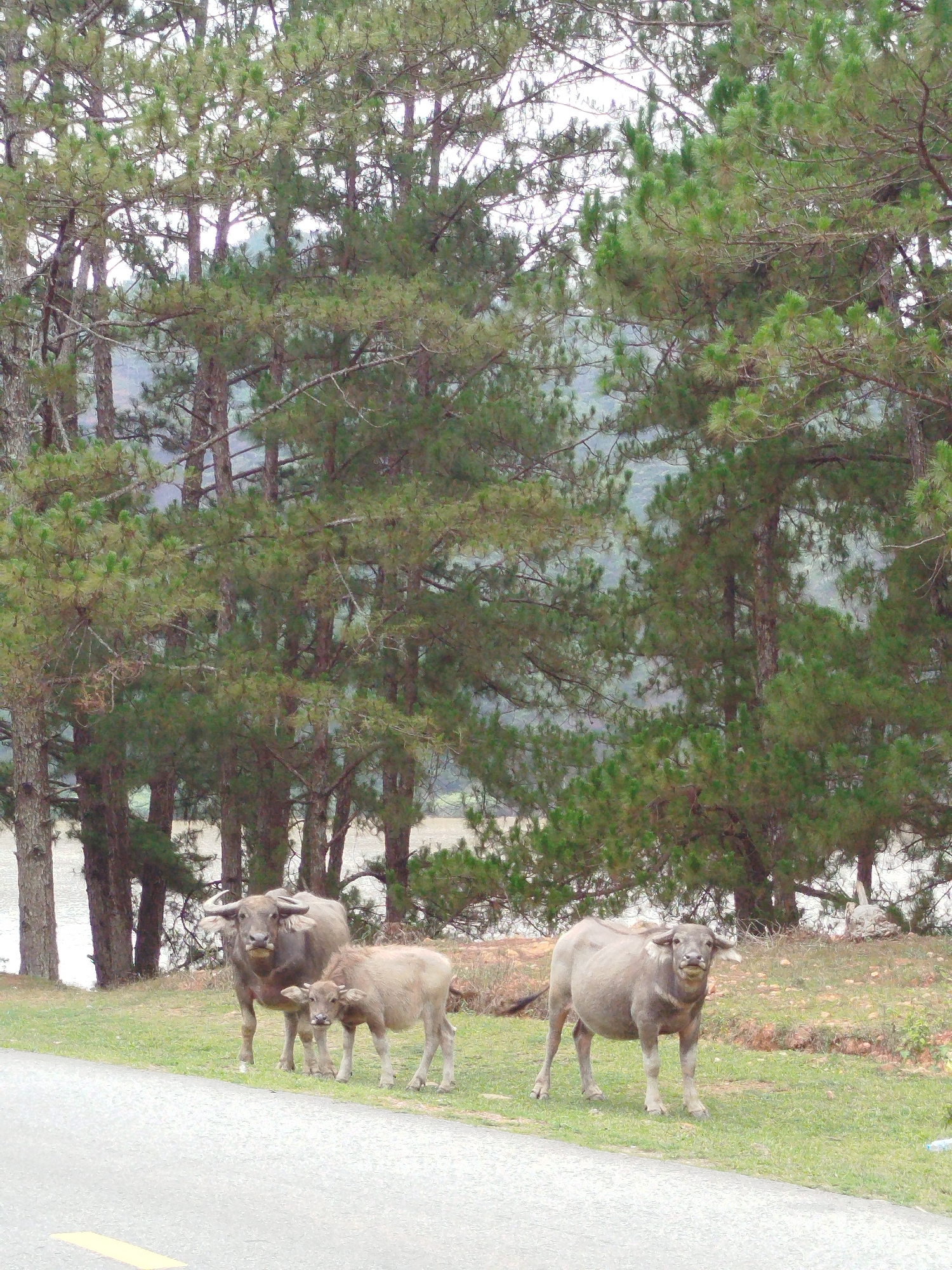 This full-shot photograph captures a pastoral scene in the Lang Biang area of Da Lat, Vietnam, featuring three water buffalo on a grassy verge next to a paved road. The central subjects are two adult water buffalo and one calf, all with light greyish-brown coats and distinctive horns, standing calmly on the green grass. The adult buffalo on the left is positioned slightly behind the calf, which is in the middle, while another adult stands further to the right. All three appear to be looking in the general direction of the viewer.
Behind the buffalo, a dense forest of tall pine trees with green needles and visible trunks dominates the background, suggesting a mountainous or hilly landscape. Through the gaps in the trees, a body of water, likely a lake or river, can be seen. In the foreground, a grey paved road cuts across the lower left of the frame, with a faded yellow line marking its edge.
The scene appears to be set during daytime under an overcast sky, as indicated by the soft, diffused lighting and the absence of strong shadows. The overall atmosphere is tranquil and natural. No specific activity is taking place beyond the buffalo standing, and no discernible emotions are expressed. There is no visible text in the image.