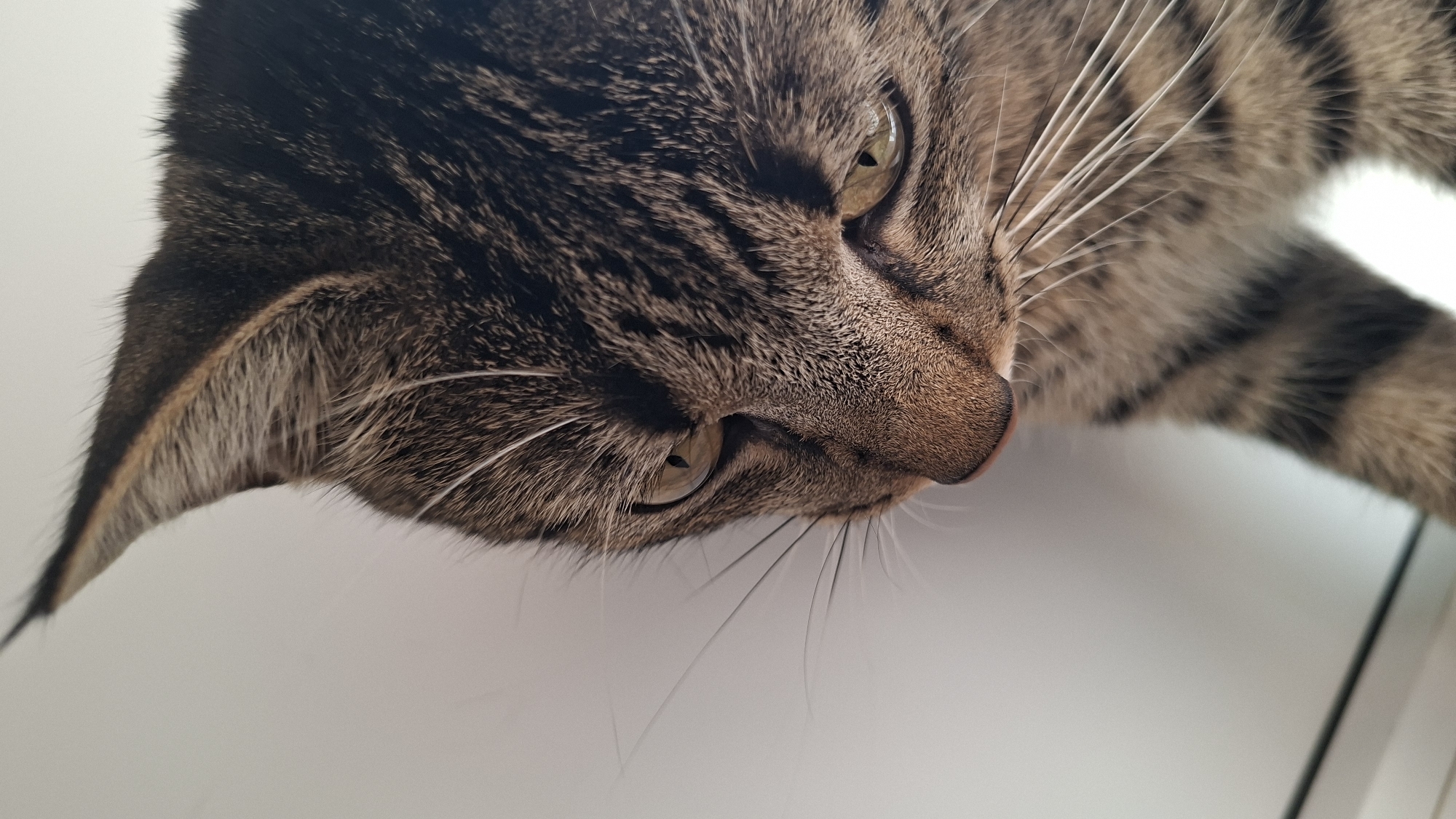 A close-up photograph captures the head and upper body of a tabby cat, viewed from a slightly high, angled perspective. The cat's fur displays a classic striped pattern in shades of brown, black, and tan. Its attentive, light green-yellow eyes are open and focused towards the right side of the frame. A pinkish-brown nose and numerous long, prominent white whiskers are clearly visible on its muzzle. The left ear is partially seen, covered in striped fur with lighter-colored fur inside the ear flap. The lighting is soft and natural, suggesting it is daytime. The background is a plain, bright white surface, indicative of an indoor setting. A subtle light-colored line or frame is visible along the bottom right edge of the wider shot, possibly part of a window or furniture. The cat appears to be in a resting or observing posture, conveying a calm and neutral expression. There is no discernible text in the image.