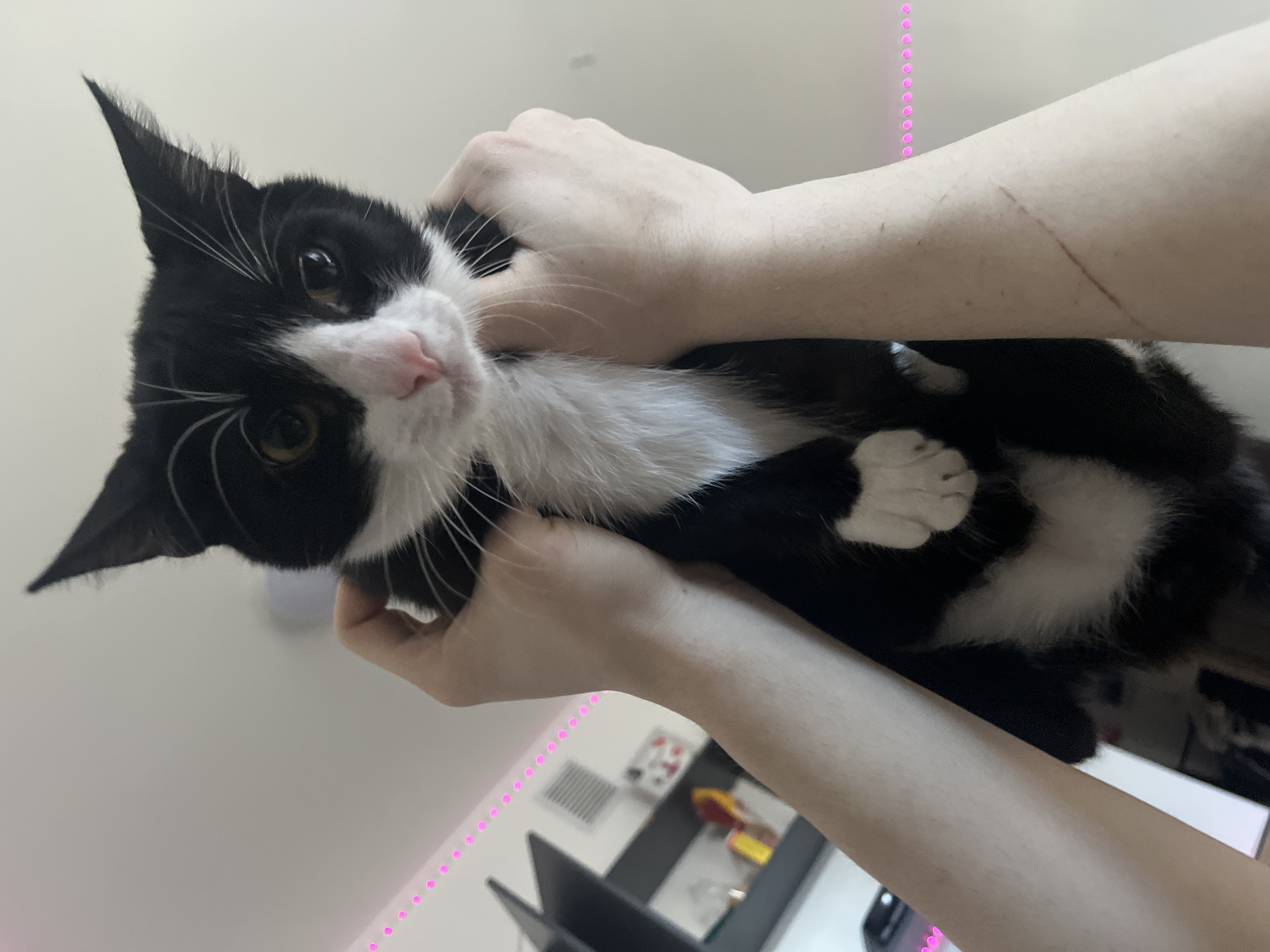 A person is holding a black and white cat. The cat is looking at the camera. The person has a scratch on their arm. The background includes a light fixture and a shelf with objects. There is also a strand of pink lights visible. The location is not Saint Petersburg, Russia.