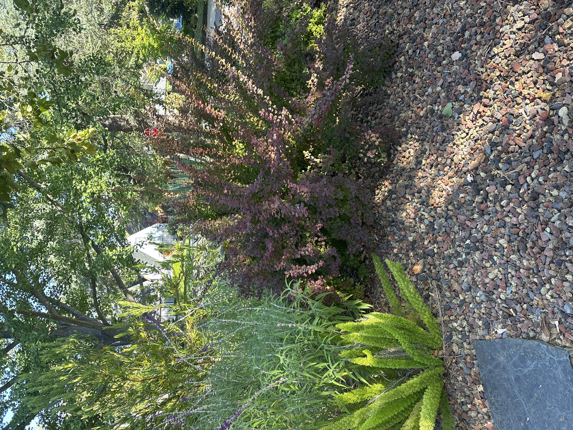 This is a medium-shot, eye-level, outdoor photograph taken in Sacramento, California. The scene depicts a garden area with various plants and decorative gravel.
In the foreground and mid-ground, there are several types of plants. On the left, a large green leafy tree with visible branches dominates the scene. Beneath it, a lighter green, feathery plant with long, thin leaves grows. To its right, a plant with thin, elongated, grayish-green leaves and small purple flowers is visible. Further to the right, a dense bush with small, deep red and green leaves is prominent. The ground is covered with a mix of small, multicolored stones, predominantly reddish-brown, grey, and black. A dark grey, flat stone is placed in the lower right corner, partially covered by the gravel. In the background, partially obscured by trees, a white building with multiple windows and a pitched roof is visible.
There are no people or animals in the image. The lighting suggests it is daytime, with sunlight casting shadows on the plants and gravel, indicating a sunny day. The lush greenery suggests a warm climate, consistent with Sacramento. The overall impression is a well-maintained garden, possibly part of a residential property. There is no visible text.